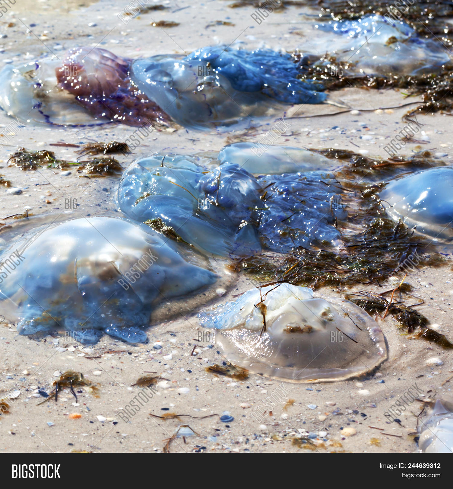 Dead Jellyfish Rhizostoma Washed Ashore On Sand Beach At Sunny Summer Day Image Stock Photo Dead Jellyfish Rhizostoma Washed Ashore On Sand Beach At Sunny Summer Day Image Stock Photo