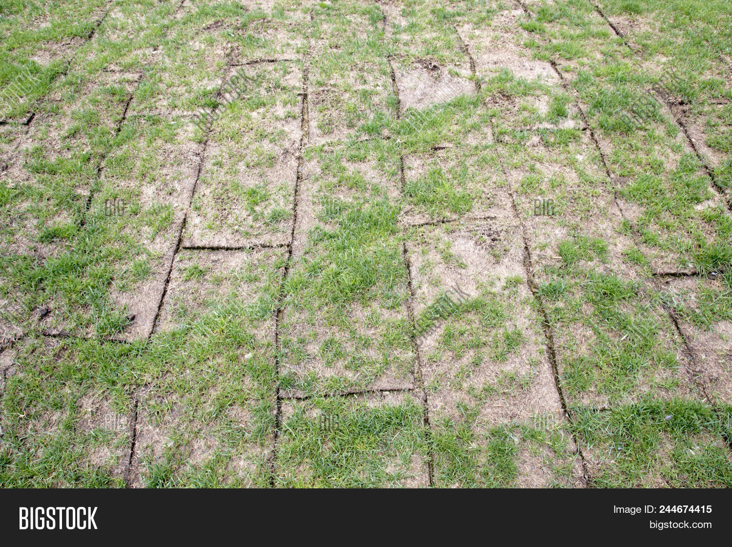 background,bad,brown,close,cut,decorative,defective,dirt,down,faulty,field,football,garden,grass,green,ground,growth,inferior,lawn,laying,low-quality,lying,meadow,mud,natural,old,outdoor,pattern,planting,poor,quality,roll,rug,russia,scarce,shoddy,sod,soil,sparse,spring,stripes,substandard,summer,thin,turf,up,weed,yard