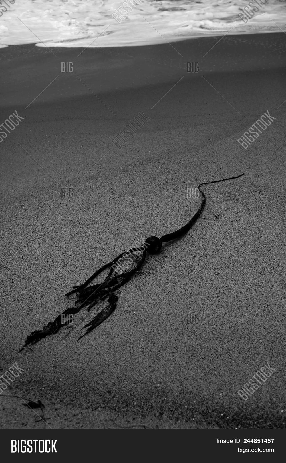 algae,background,beach,beautiful,blue,brown,bulb,bull,bull kelp,bull whip kelp,california,coast,coastal,coastal landscape,environment,float,green,kelp,landscape,marine,natural,nature,ocean,ocean sunset,ocean water,ocean waves,outdoor,pacific,plant,rocks,scenic,sea foam,sea weed,sea weed isolated,sea weeds,seascape,seaweed,seaweed isolated,seaweeds,shore,splash,sunset,tide,vegetation,water,waves,west,west coast usa,whip