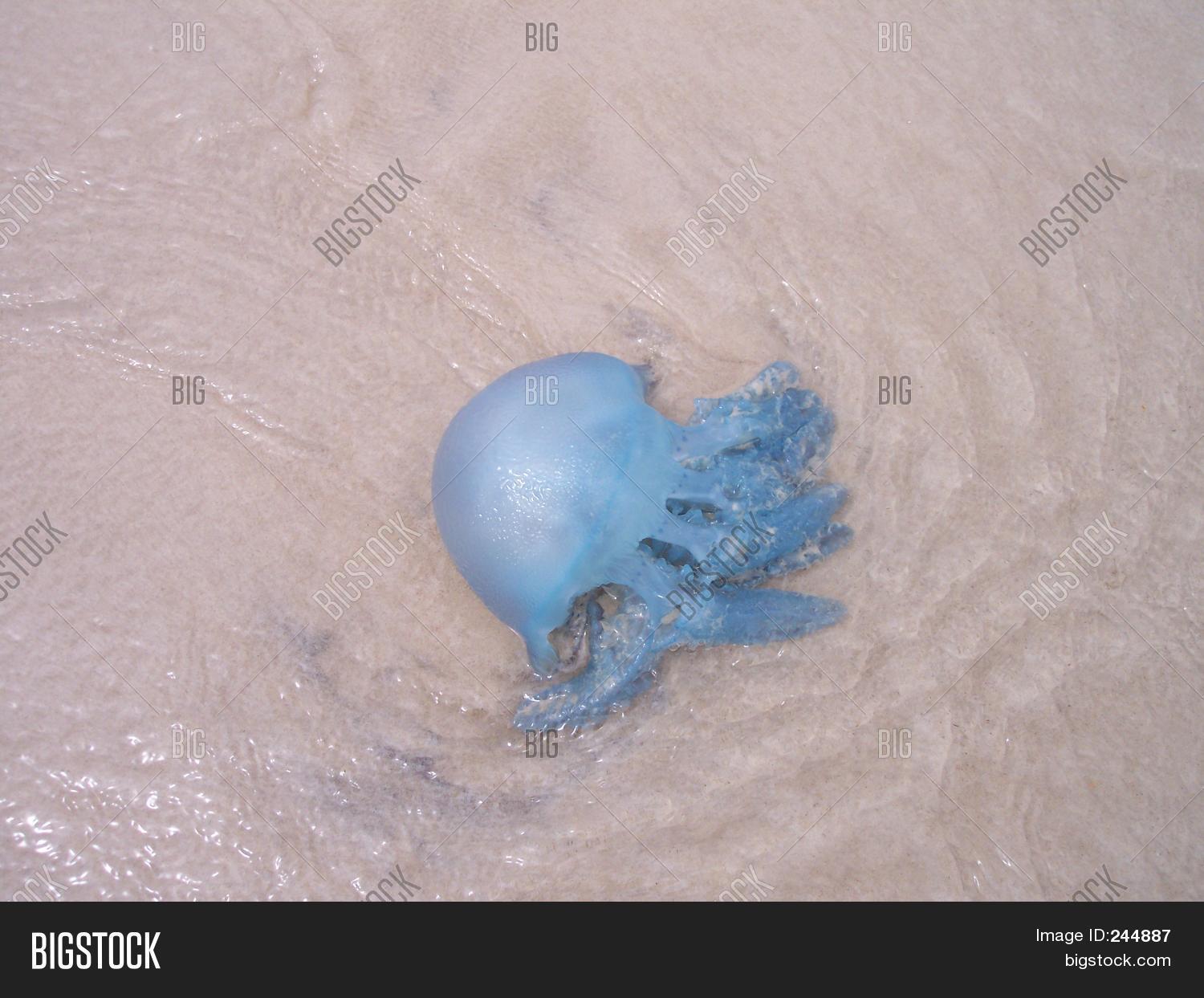 Blue Jellyfish 244887 Image Stock Photo