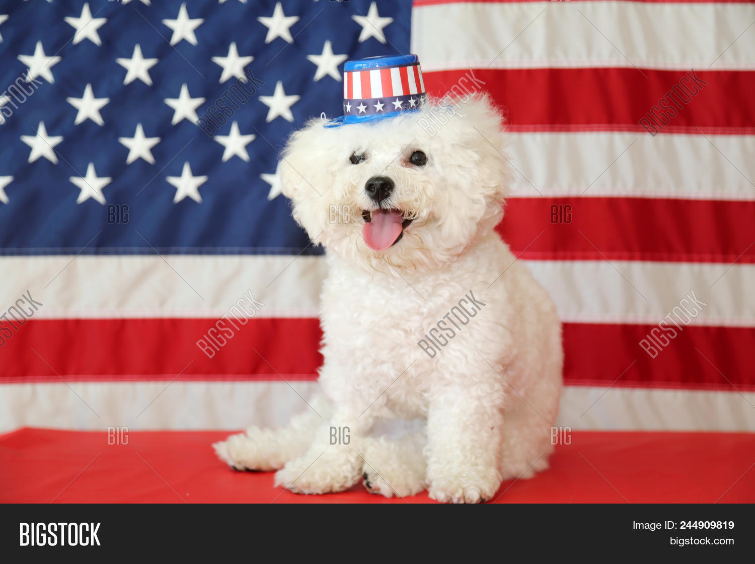 4th july,4th of july background,4th of july celebration,4th of july party,america,american,american flag,beautiful,bichon,bichon frise,bichon frise puppy,breed,canine,celebration,dog,dogs,domestic,female,fifi,flag,fluffy,funny,furry,happy,happy dog,hat,holiday,humor,lap dog,mammal,most downloaded,most popular,national,patriotic,pedigree,pet,pets,proud,puppy,purebred,red white and blue,red white and blue background,red white blue,red white blue background,small dog,stars and stripes,stars and stripes background,stars and stripes flag,usa,vote