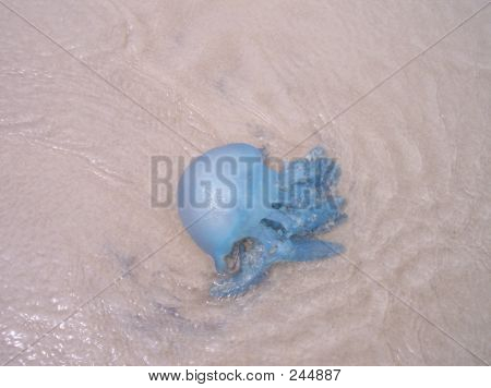 Blue Jellyfish 244887 Image Stock Photo