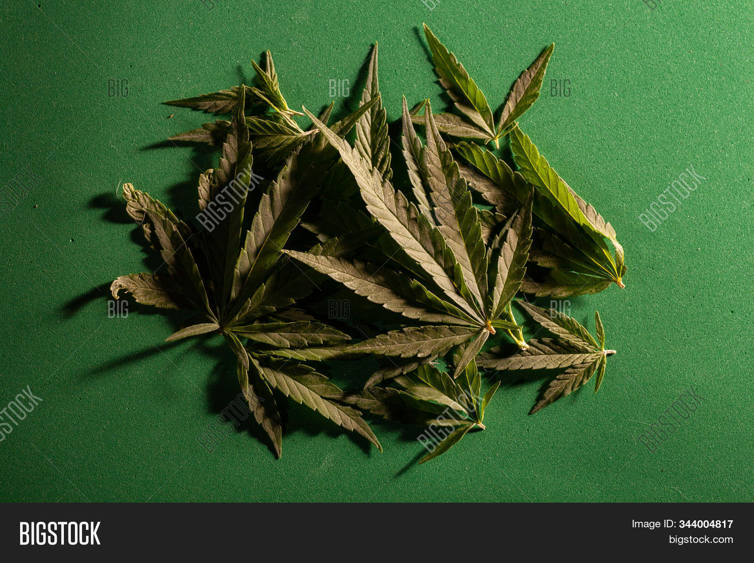 abuse,addiction,agriculture,background,black,bud,cannabis,closeup,crop,culture,dark,dispensary,dope,drug,farm,ganja,grass,green,grow,growing,growth,hashish,health,hemp,herb,herbal,hybrid,illegal,indica,isolated,leaf,legal,marijuana,medical,medicinal,medicine,narcotic,natural,nature,oil,plant,poster,pot,sativa,smoke,texture,thc,top,weed,white