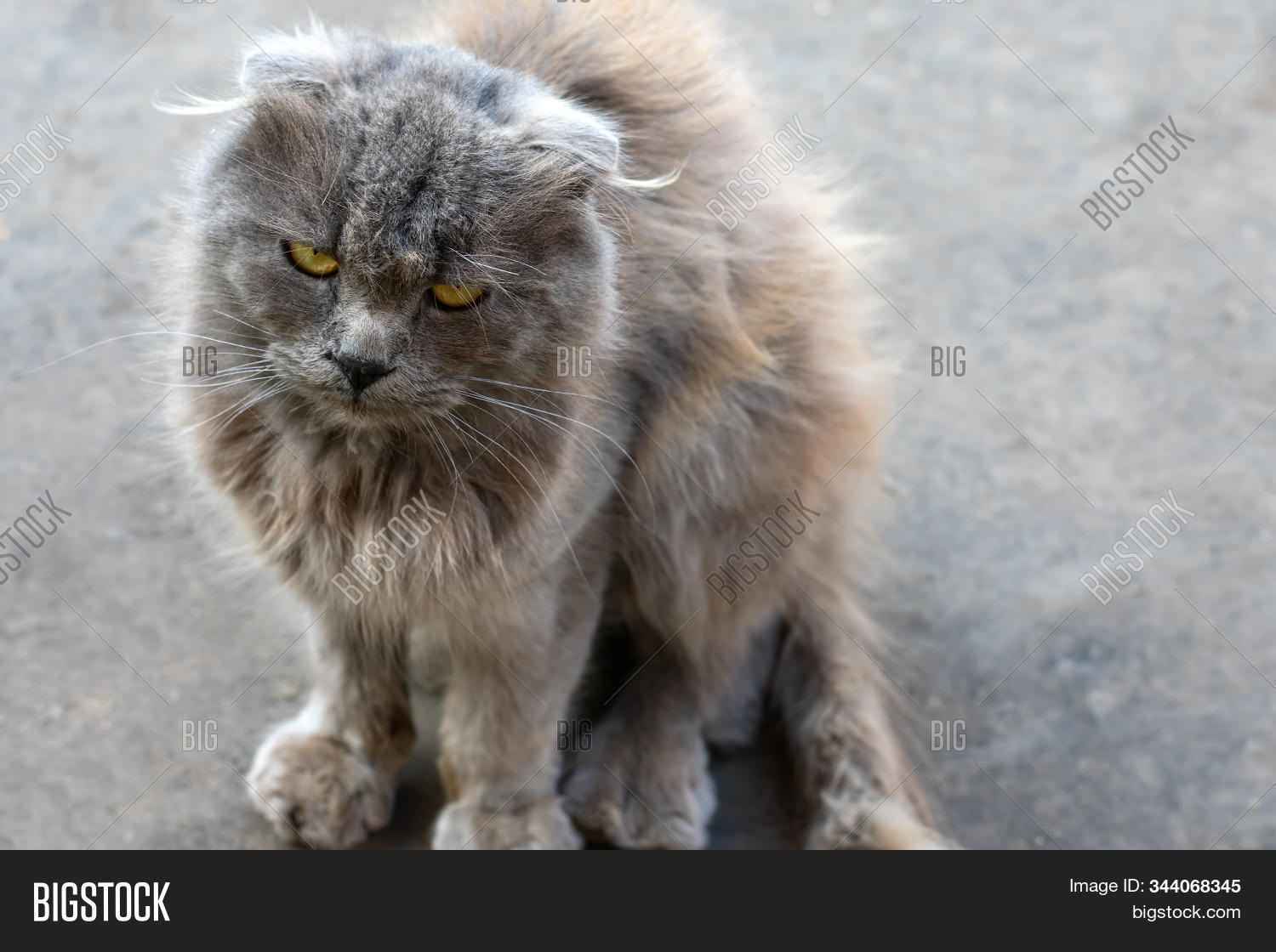 homeless,animal,kindness,charity,fluffy,stray,cute,pet,domestic,cat,abandoned,alone,adoption,sad,hungry,lonely,miserable,pitiful,pathetic,poor,care,friend,kitten,kitty,road,funny,furry,hope,unhappy,frightened,depressed,protecting,help,dramatic,survive,derelict,defenceless,look,social,problem,mesh,single,lonesome,feline,dirty,stare,whisker,outside