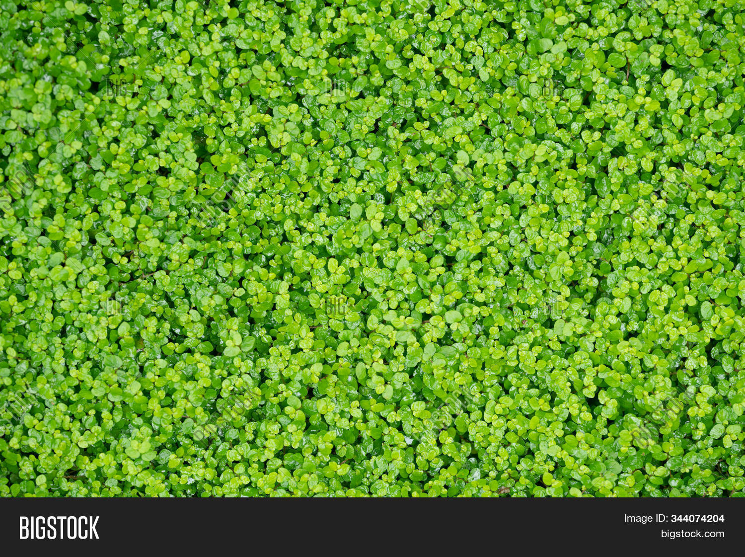 abstract,aqua,aquatic,background,beautiful,bright,closeup,color,common,design,detail,dirty,duckweed,environment,feed,field,floating,flora,foliage,fresh,garden,grass,green,growth,lake,leaf,leaves,lemna,macro,natural,nature,organic,outdoor,park,pattern,plant,pond,pool,river,small,spring,summer,surface,texture,tropical,wallpaper,water,weed,wet