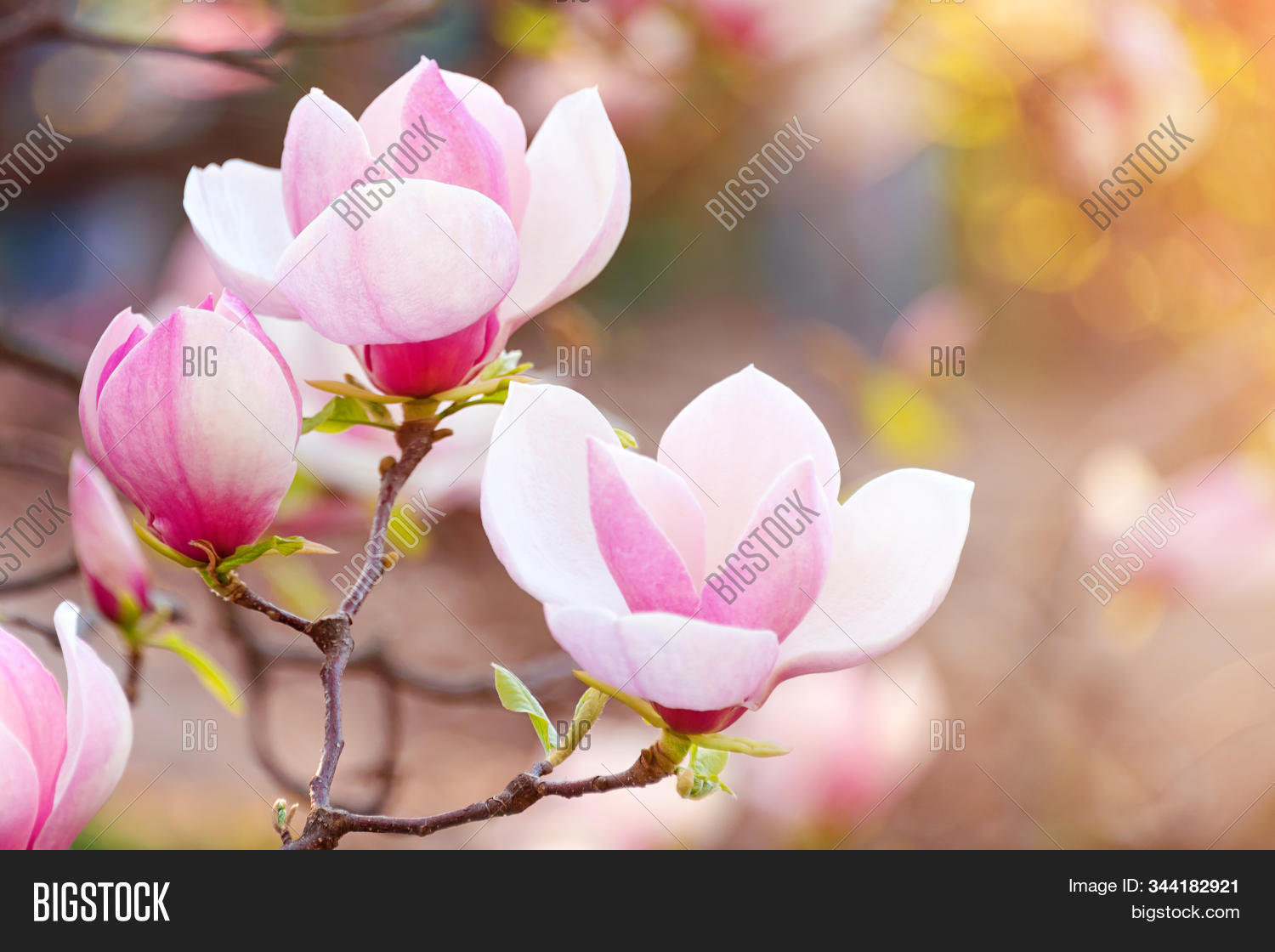 magnolia,tree,blossom,branch,spring,background,beautiful,beauty,blooming,flower,natural,nature,pink,plant,bloom,white,closeup,botany,flora,outdoor,season,blossoming,floral,springtime,petal,fragility,freshness,park,day,bush,leaf,softness,seasonal,horticulture,green,banner,brunch,wallpaper,soft,growth,bud