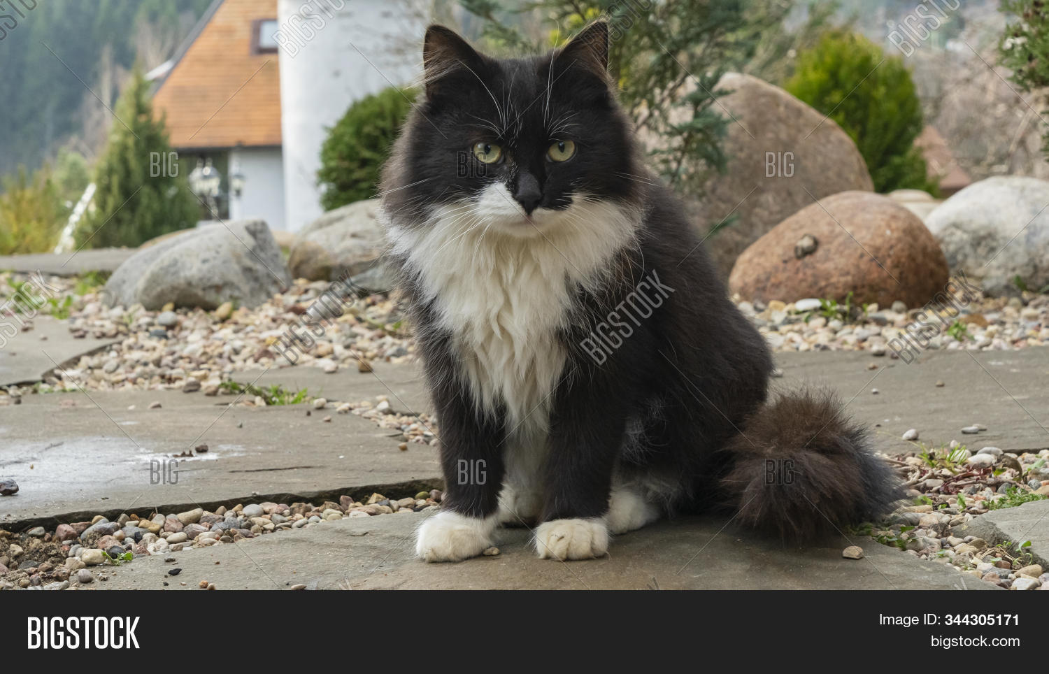 cat,whiskers,animals,background,comical,outdoor,fun,curious,pedigreed,furry,yellow,happy,lovely,cute,feline,pet,portrait,domestic,funny,red,fur,adorable,orange,nature,kitten,beautiful,kitty,eyes,looking,face,mammal,white,head,smile,young,wild,fluffy,one,pretty,black