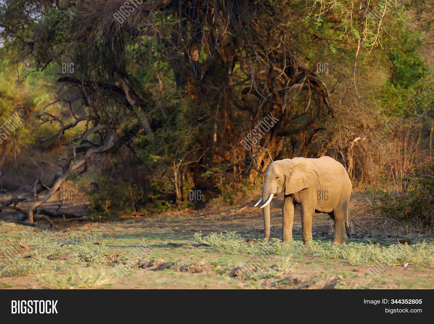 africa,african,africana,animals,big,5,five,bush,conservation,dangerous,elephantidae,elephants,endangered,family,game,grass,grasslands,group,herbivore,herbivorous,herd,kruger,national,park,large,limpopo,loxodonta,mammal,mpumalanga,nature,reserve,river,safari,savanna,south,southern,travel,trunk,water,waterhole,wild,wildlife,zambia
