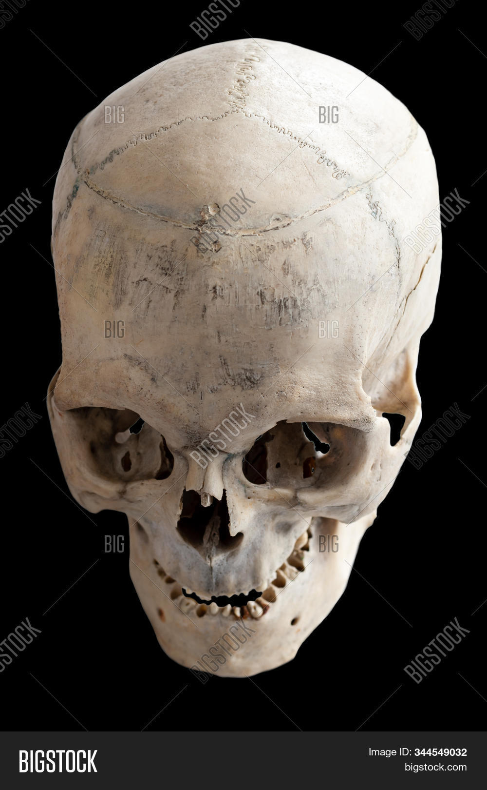skull,death,human,halloween,dead,face,horror,skeleton,background,tooth,medical,anatomy,white,jaw,isolated,bone,scary,grave,black,natural,grim,decay,old,object,die,medicine,cranium,health,fear,hell,lost,spooky,biology,gothic,graveyard,physiology,side,cult,dying,contemplation,view,photo,mystery,scientific,over,real,brain,dark
