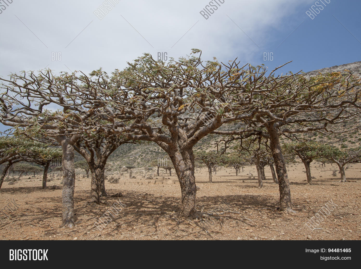 adenium,africa,arabian,arabic,arid,ayurveda,bark,blue,boswellia,branches,burseraceae,cinnabari,cliff,climate,crag,desert,dhofar,distinctive,dracaena,draco,dragon,dry,east,endemic,flora,forest,growth,hill,incense,island,limestone,middle,myrrh,myrrha,nature,obesum,olibanum,oman,orange,peninsula,plant,rare,remote,resin,rock,salalah,shrub,shrubbery,sky,soqotra,stem,strange,travel,trunk,unique,unusual