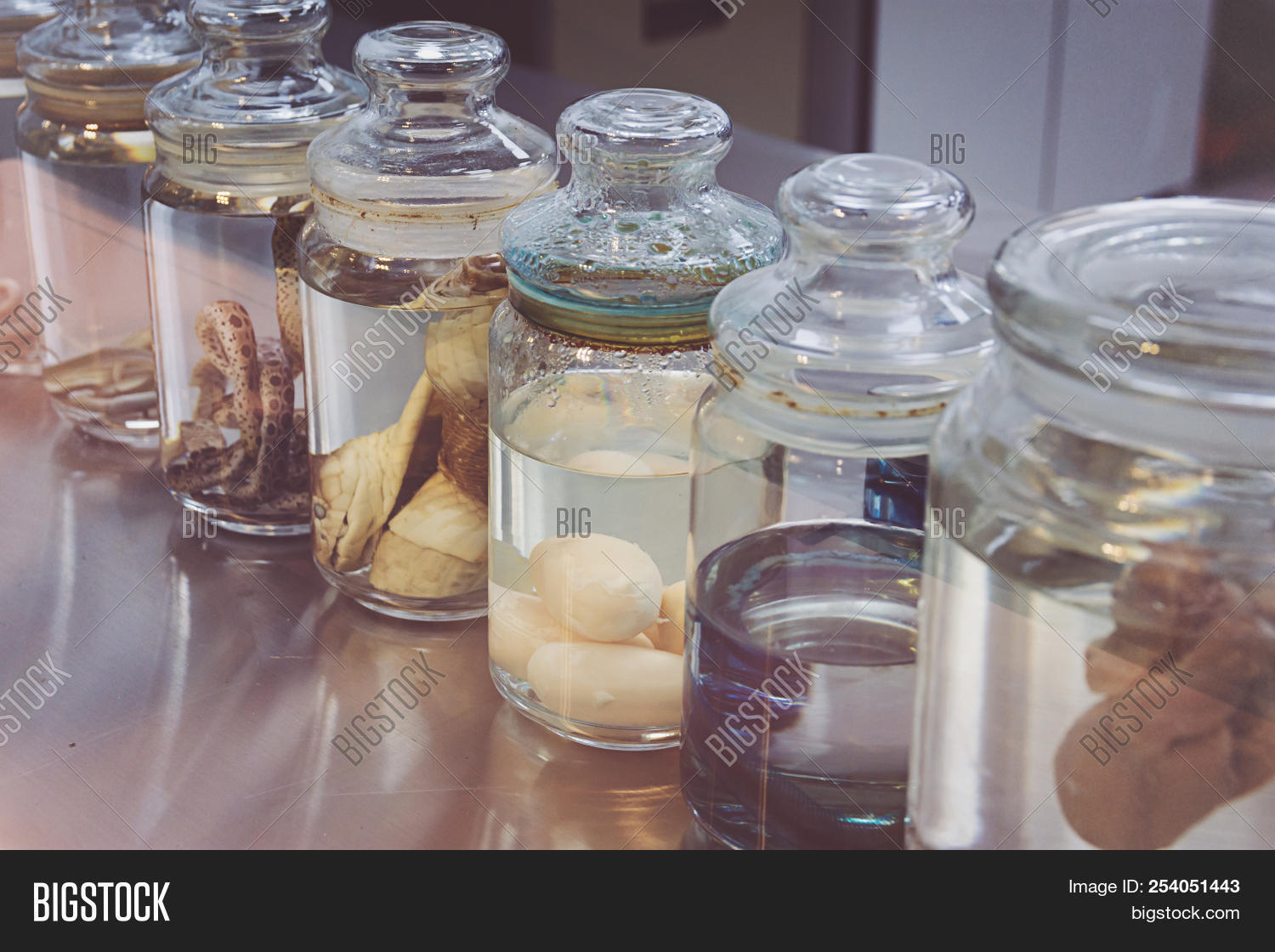 alcohol,animal,background,biological,biology,body,bottles,chinese,closeup,conservation,creepy,dead,decoration,detail,education,formaldehyde,formalin,glass,group,home,isolated,jar,lab,laboratory,light,liquor,medicine,methanol,natural,nature,new,object,outdoors,preservation,preserved,reptile,research,scary,science,scientific,snakes,solution,specimen,study,travel,white,yellow