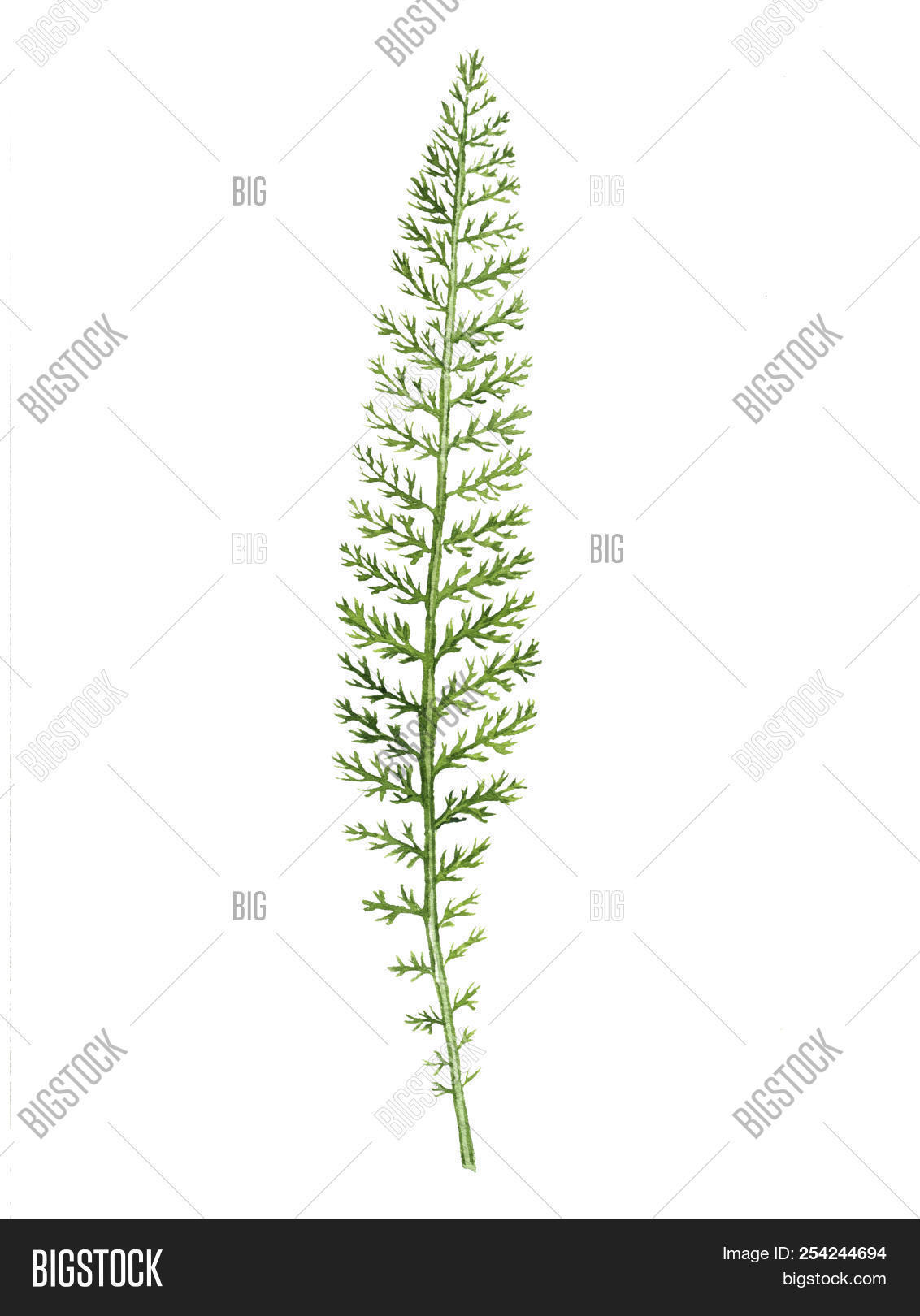 Achillea,art,background,botanical,botany,color,decoration,design,drawing,drawn,eco,element,field,flora,floral,forest,garden,graphic,grass,hand,herb,herbal,illustration,isolated,leaf,meadow,millefolium,natural,nature,organic,paint,plant,sketch,summer,symbol,watercolor,weed,wild,yarrow
