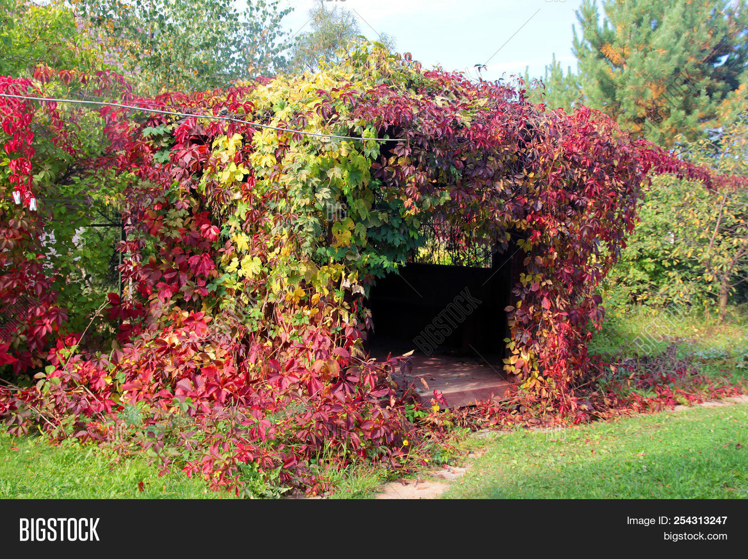architecture,august,autumn,beautiful,building,climber,climbing,color,cosy,country,cozy,dacha,form,full,fully,garden,gazebo,grapes,grass,green,grown,house,image,large,lawn,leaf,leaves,nest,over,overgrown,pavilion,pergola,photo,place,plant,red,rest,september,shape,small,snug,summer,twisted,village,vine,wild