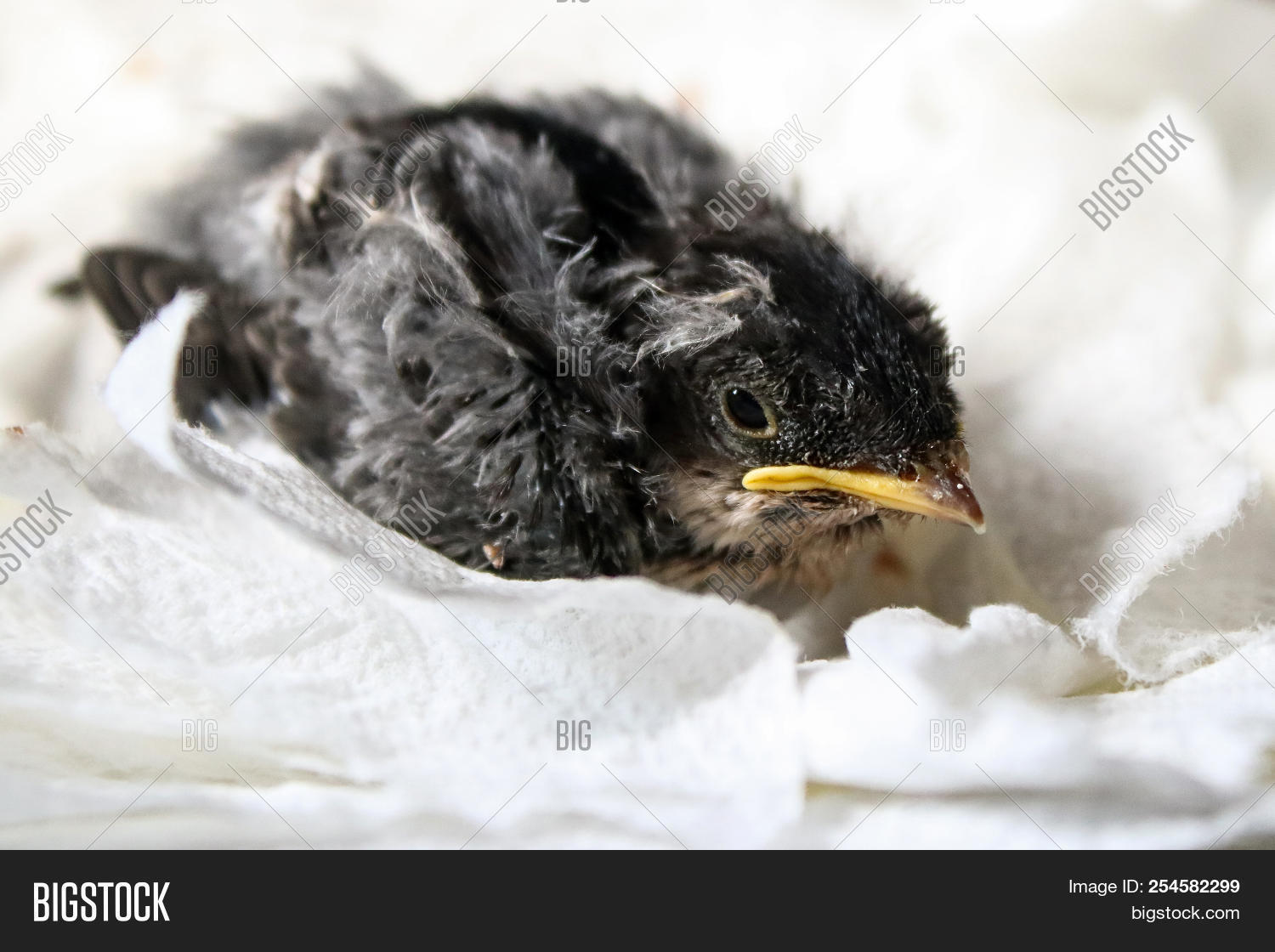 baby,beak,birds,chick,feathers,house,hurindine,martin,nestling,orphan