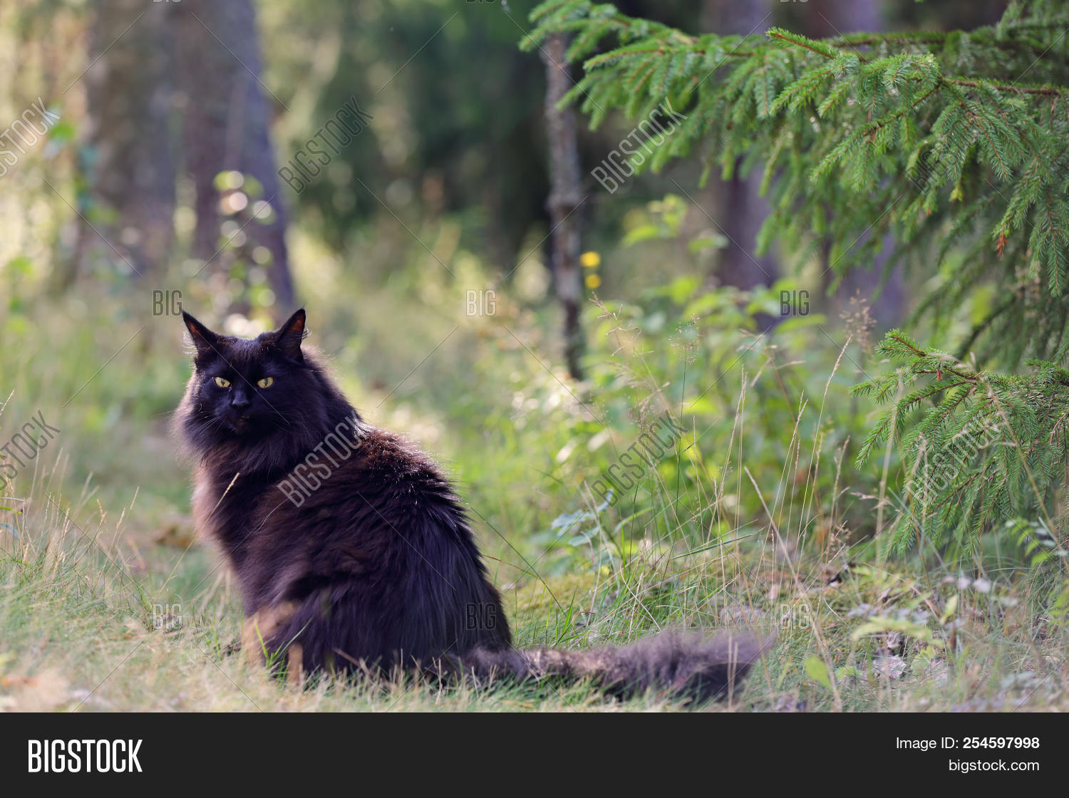 animal,backlight,beautiful,black,breed,cat,cute,domestic,ears,elisa,feline,female,forest,fur,garden,grass,green,kitty,look,mammal,nature,norwegian,outdoor,outside,pet,portrait,purebred,putti,sitting,spring,summer,young