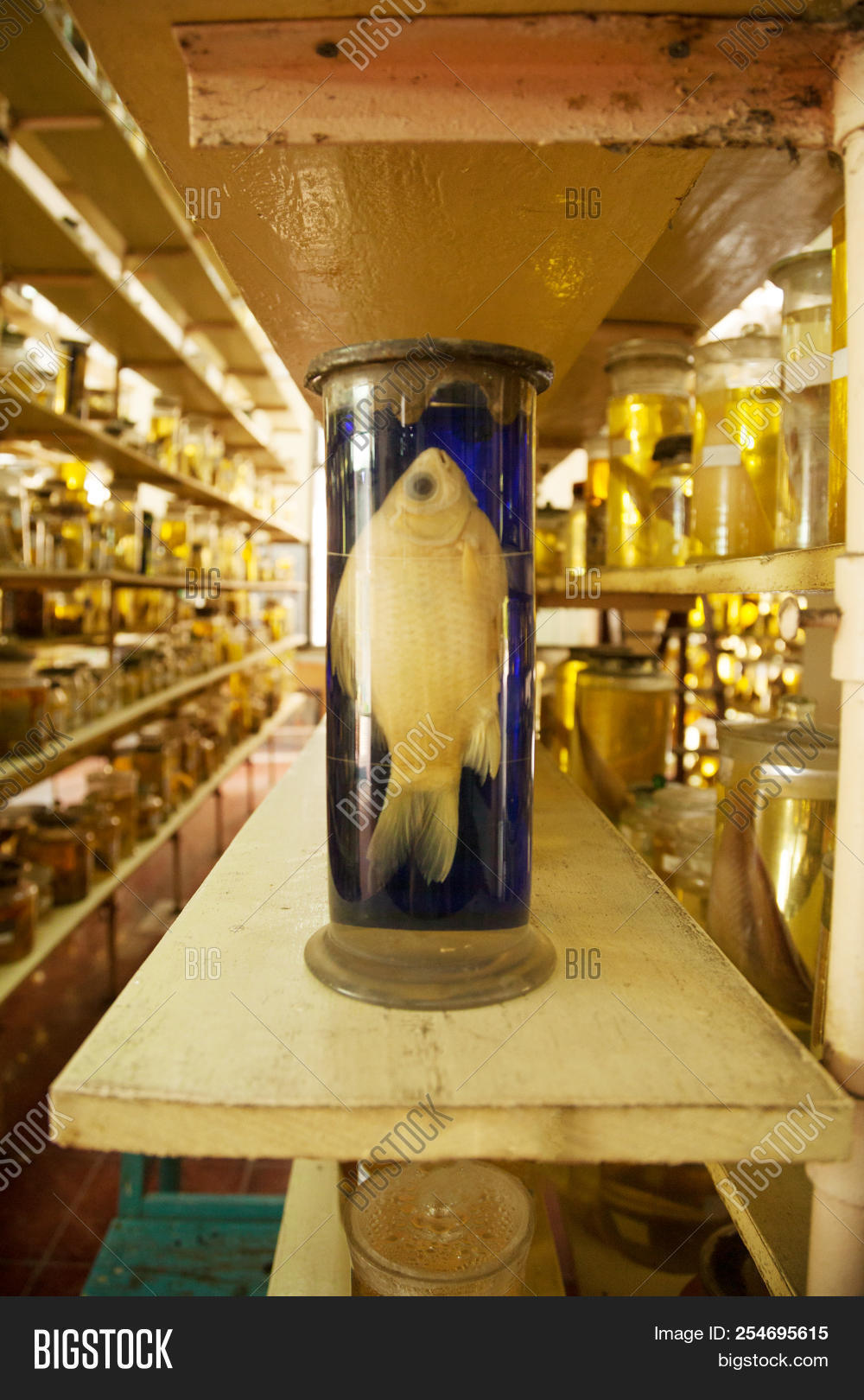 alcohol,animal,beautiful,biological,biology,bottle,collection,container,creepy,cute,dead,disgust,exhibition,experiment,fish,formaldehyde,formalin,glass,horror,jar,jarred,lab,laboratory,liquid,museum,nature,preservation,preserved,research,rows,sample,scary,science,scientific,shelves,specimen,study,wet