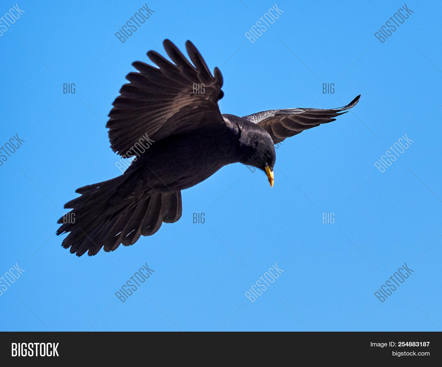 acrobatic,adorable,alpen,alpine chough,altitude,animal,austria,beak,big,bird,black,buoyant,chough,closeup,crow,environment,europe,european,family,fauna,feather,feathers,flight,float,fly,glossy,graculus,habitat,higher,life,nature,outdoor,perching,plumage,predation,pretty,prey,pyrrhocorax,season,side,species,spread,subspecies,view,wings,yellow,yellow-billed