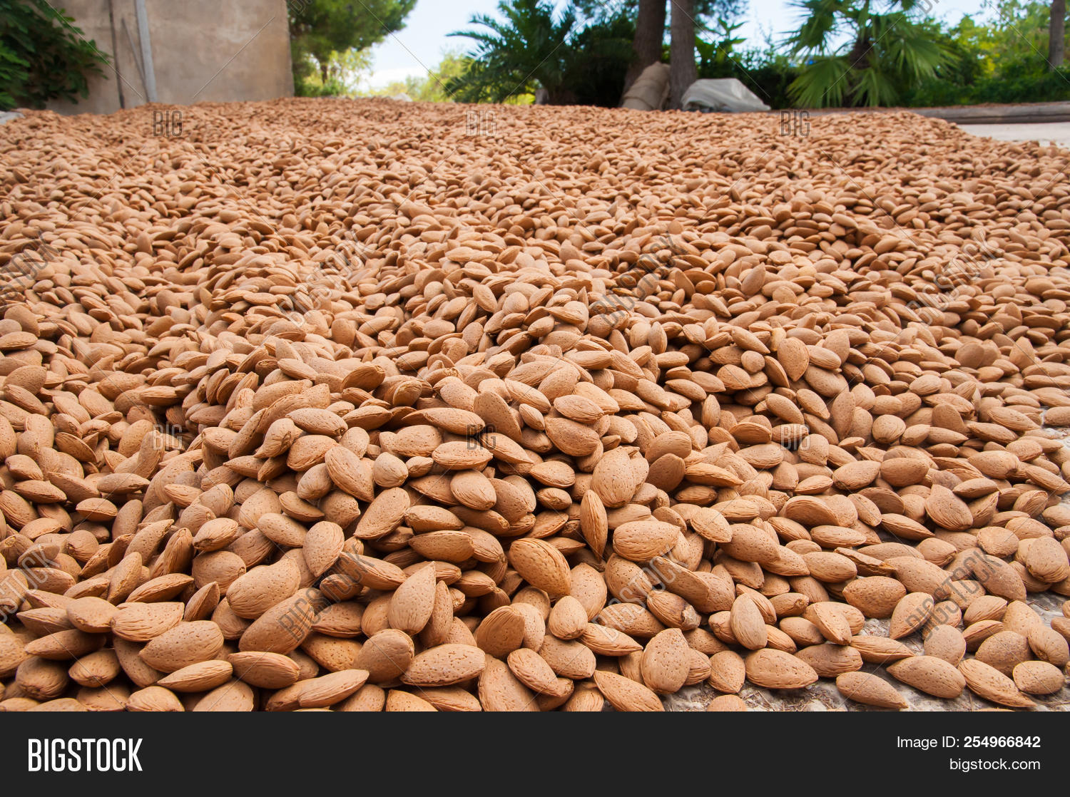 Avola,Italy,Noto,Sicily,activity,agricultural,agriculture,almond,characteristic,country,countryside,distinctive,dry,drying,farming,food,fruit,greenhouse,group,harvest,harvester,harvesting,heap,italian,mediterranean,natural,nut,picker,picking,pistachio,process,product,romana,rural,season,seasonal,sicilian,solar,summer,typical,worker