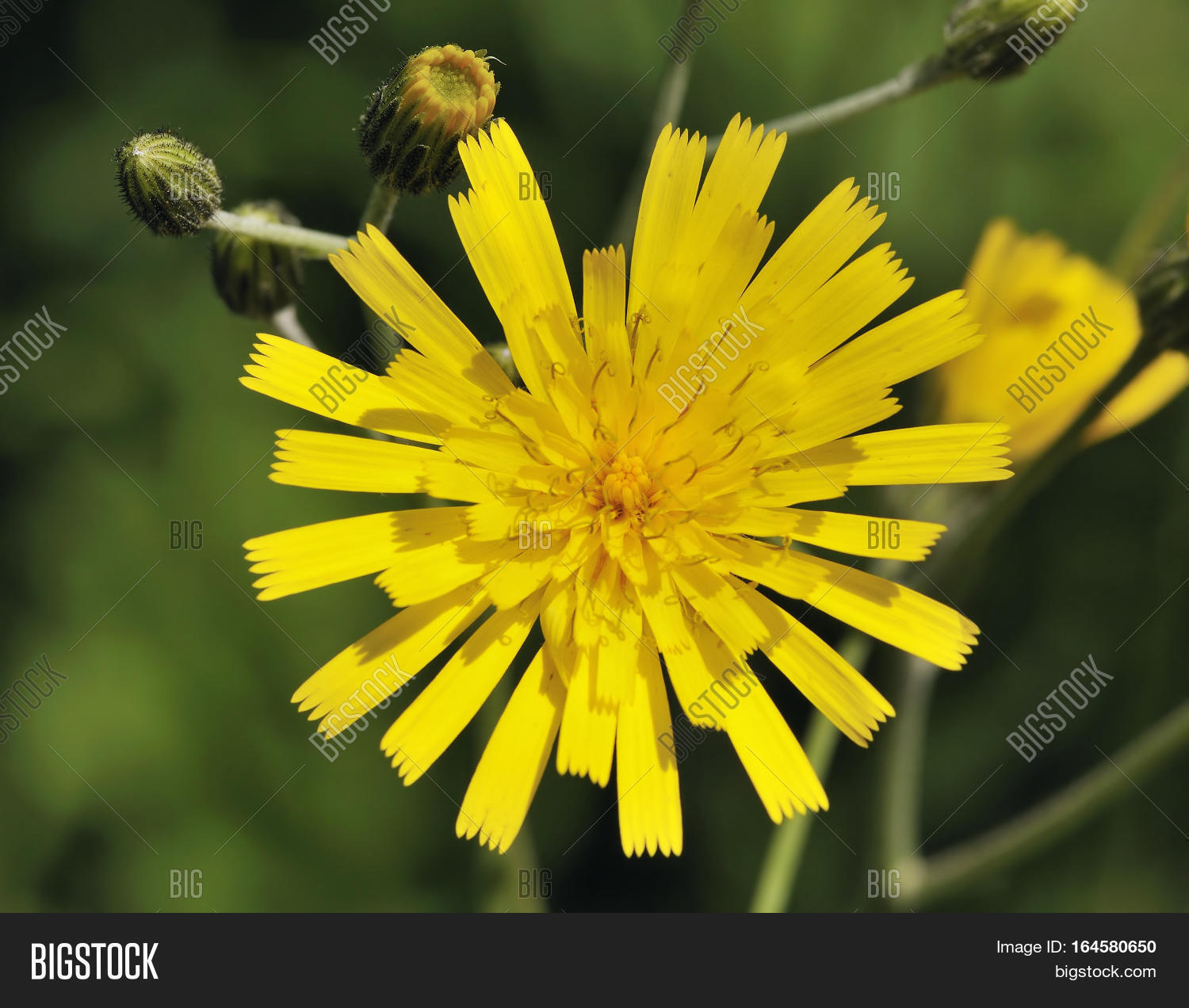 Asteraceae,Britain,British,Compositae,Composite,England,Flora,Flower,Hawkweed,Horizontal,Landscape,Leicestershire,Nature,Plant,Spotted,Summer,Tall,UK,Wild,Wildflower,Yellow