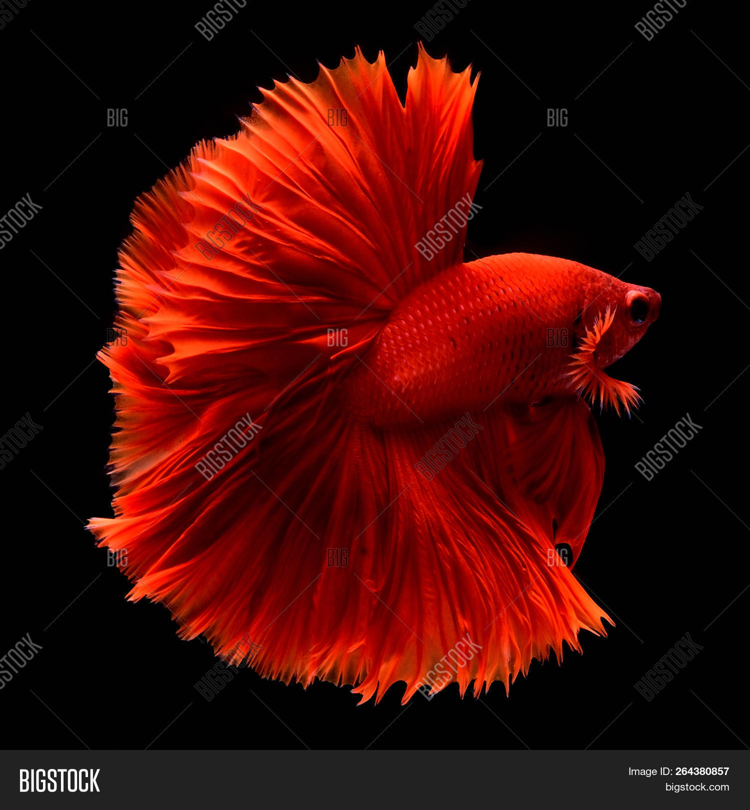 aflutter,animal,atrocious,ballet,barbaric,beautiful,belief,betta,bite,brutal,close,colorful,crown,cruel,elegant,fancy,ferocious,fierce,fighting,fish,folk,fragile,game,half,inhuman,inimical,local,lucky,luxurious,moon,motion,nature,patient,pet,red,ruthless,serration,sharp,skirt,slim,stream,tail,tooth,torture,tropics,unmerciful,up,waft,water