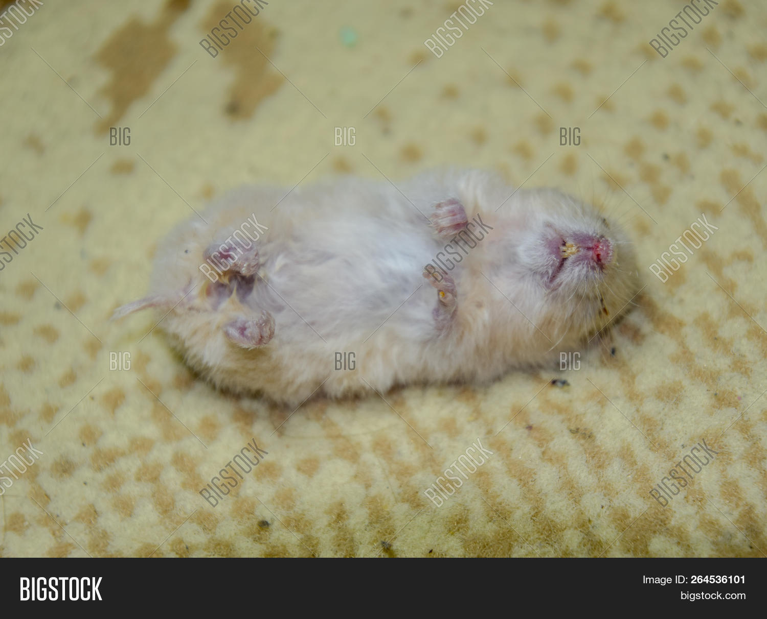 autumn,beautiful,body,brown,chipmunk,chord,closeup,color,corpse,cute,dead,death,died,disease,distemper,domestic,ears,environment,eyes,forest,fur,guinea,hamster,hand,home,lying,mammal,mortis,mouse,mutant,natural,nature,one,paws,pet,pig,rat,rigor,rodent,run,skin,small,stalker,sweet,tail,teeth,virus,white,wild,zombie