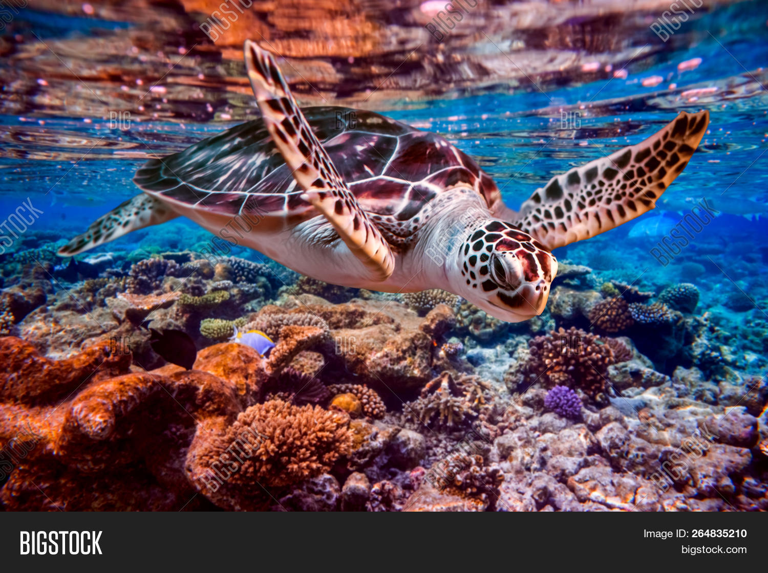 animal,aquatic,background,beautiful,beauty,caribbean,color,colorful,coral,diving,ecosystem,egypt,environment,eretmochelys,fin,fish,flipper,green  turtle,hawaii,hawksbill,imbricata,indian,life,maldive,maldives,marine,marsa,natural,nature,nobody,ocean,reef,reptile,saltwater,sea,seascape,snorkelling,submerged,surface,swimming,tortoise,travel,tropical,turtle,under,undersea,underwater,water,wild,wildlife