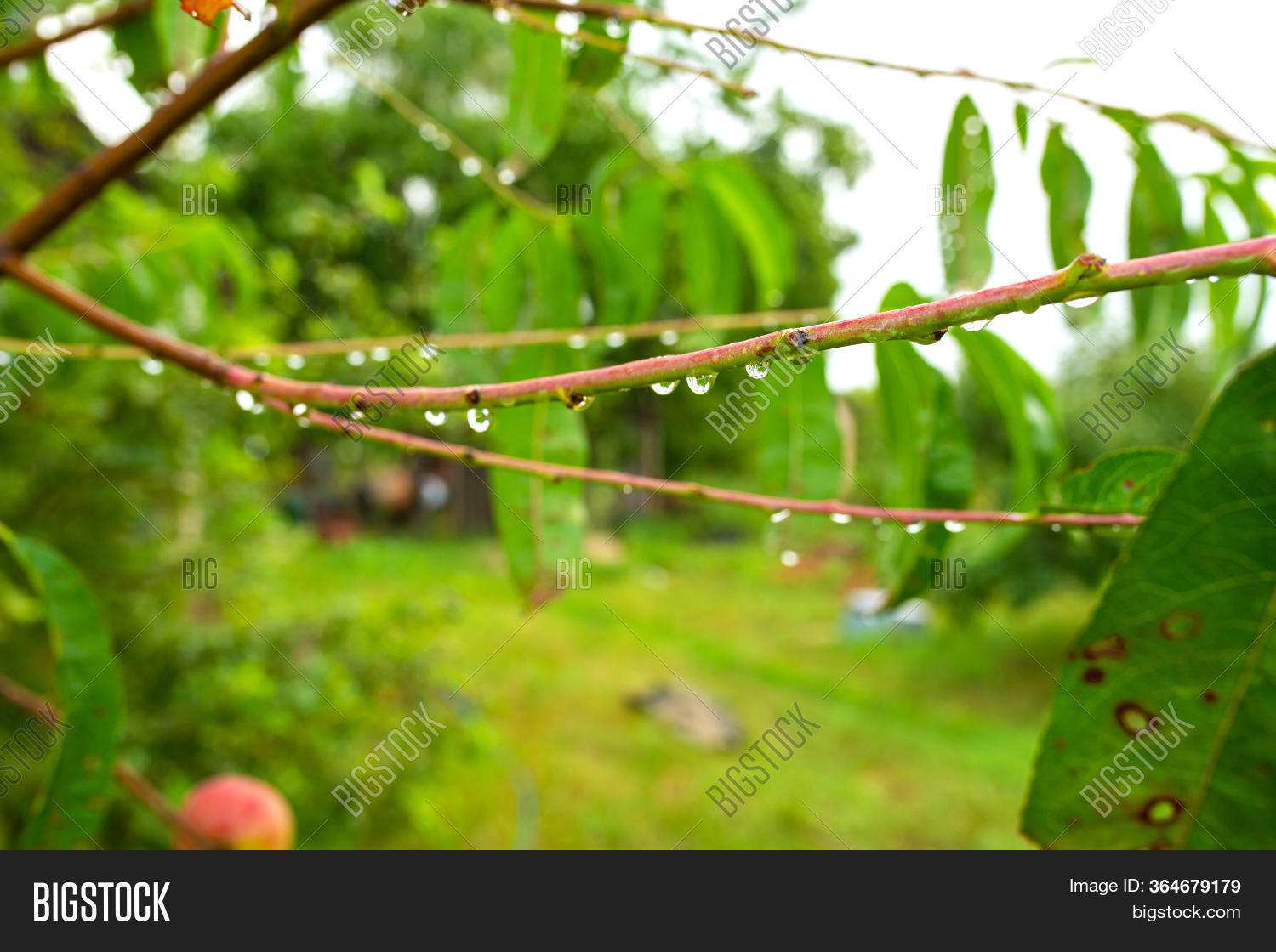 branch, 																					drop, 																					rain, 																					tree, 																					spring, 																					summer, 																					season, 																					dew, 																					water, 																					raindrop, 																					nature, 																					plant, 																					wet, 																					outdoor, 																					background, 																					closeup, 																					fresh, 																					natural, 																					autumn, 																					macro, 																					beautiful, 																					forest, 																					weather, 																					beauty, 																					cold, 																					droplet, 																					white, 																					green, 																					drip, 																					twig, 																					environment, 																					close-up, 																					wallpaper, 																					brown, 																					color, 																					seasonal, 																					abstract, 																					leaf, 																					rainy, 																					climate, 																					park, 																					garden, 																					wood, 																					detail, 																					texture, 																					freshness, 																					morning, 																					flora, 																					ecology