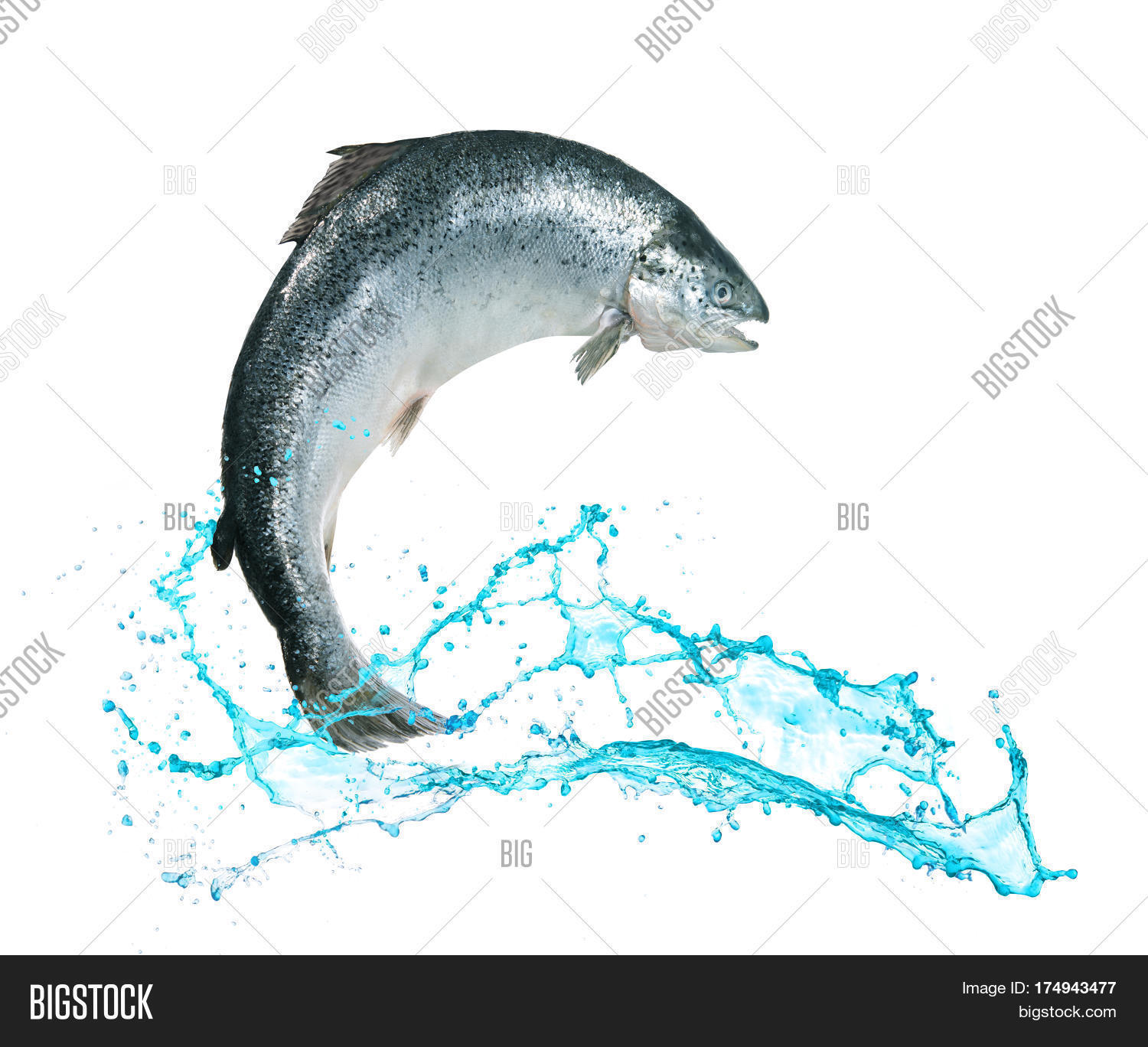 alaskan,angling,animal,atlantic,catch,chinook,closeup,coho,cooking,cuisine,fin,fish,fishing,flying,food,freshwater,hobbies,industry,isolated,jump,jumper,leisure,macro,mid-air,motion,move,nature,object,ocean,raw,refreshment,river,salmon,saltwater,scales,sea,seafood,sockeye,splash,splashing,sport,swim,tail,trout,underwater,water,wild,wildlife