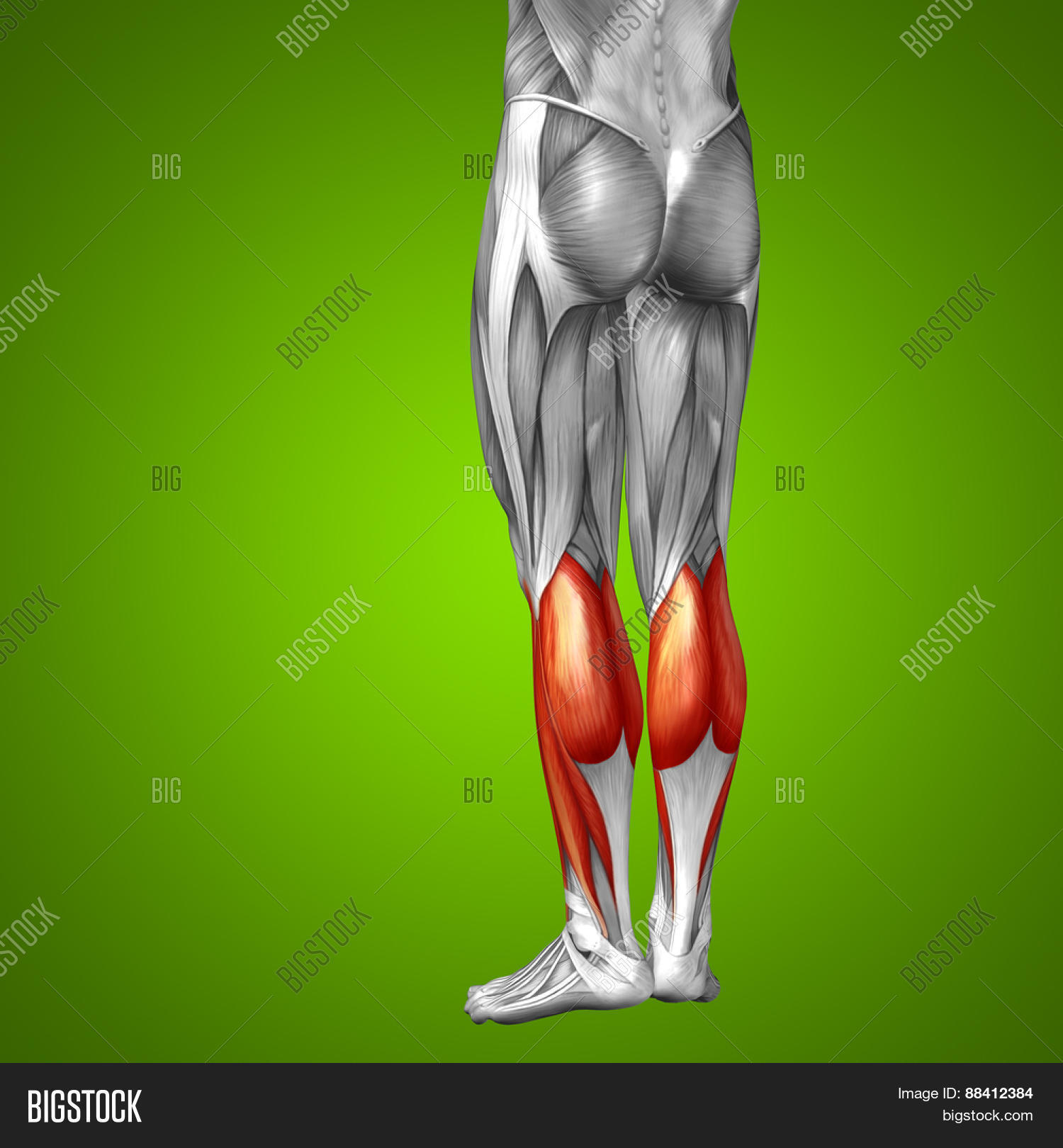 3d,achilles,adductor,anatomical,anatomy,back,biceps,biology,body,bodybuilding,boy,detail,didactic,fasciae,femoris,foot,gastrocnemius,gluteus,gracilis,graphic,gym,health,human,human anatomy,illustration,latae,lateralis,leg,ligament,magnus,male,man,maximus,medical,medically,medicine,model,muscle,muscle anatomy,muscular,musculature,physical,physiology,pose,science,semimembranosus,semitendinosis,semitendinosus,soleus,sportive,sportsman,structure,system,tendon,tensor,vastus,white