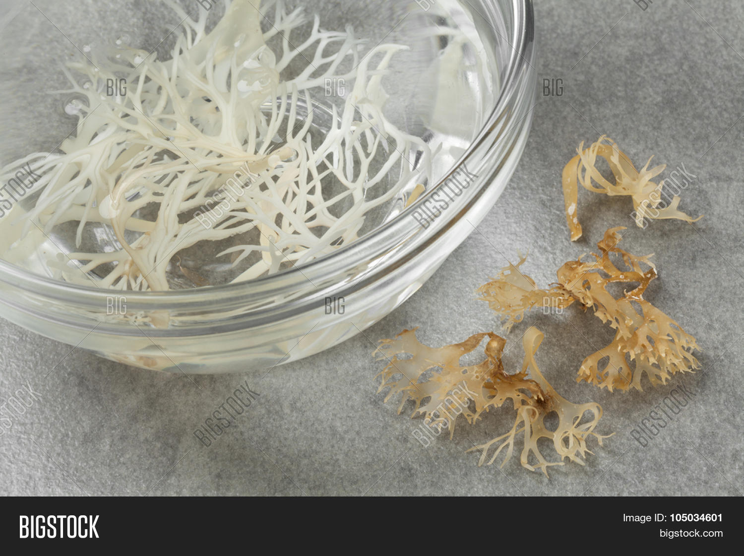 algae,bowl,carrageen,chondrus,crispus,dry,food,herbal,ingredient,irish,medicine,moss,organic,preserved,seaweed,soaked,water