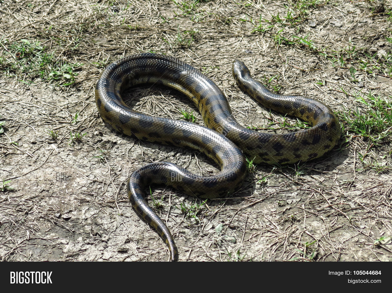 Green Anaconda Eunectes Murinus 105044684 Image Stock Photo