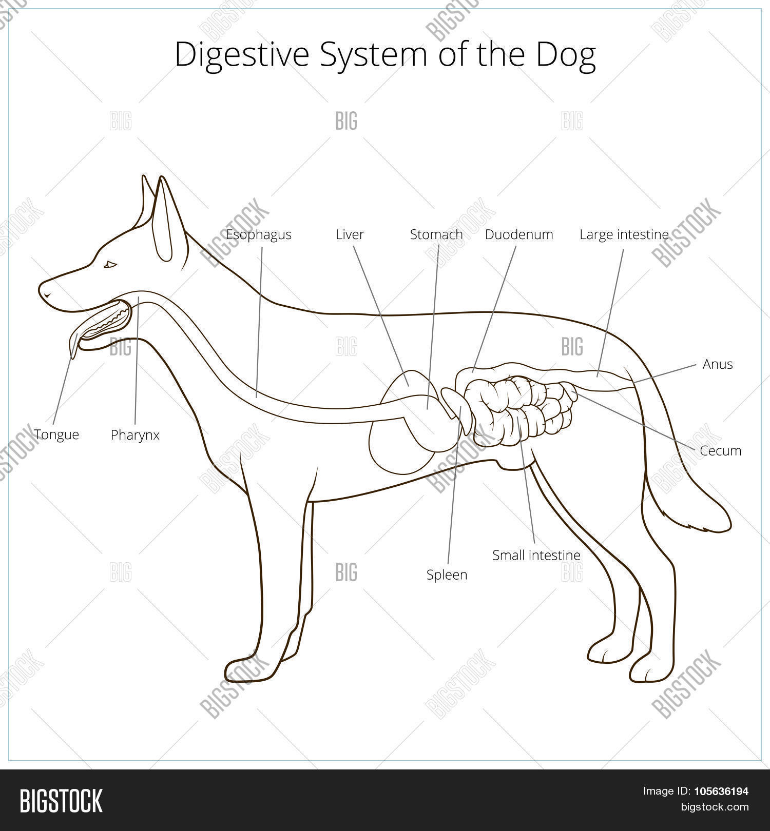 anatomy,animal,anus,background,bodies,cecum,clinic,colon,contours,designations,digestion,digestive,disease,dog,drawing,duodenum,entrails,esophagus,hospital,illustration,incision,internal,intestine,isolated,language,large,liver,medical,medicine,organ,pharynx,poster,rectum,research,sample,schematic,scheme,silhouette,small,spleen,stomach,system,trachea,treatment,vector,veterinarian,veterinary,white