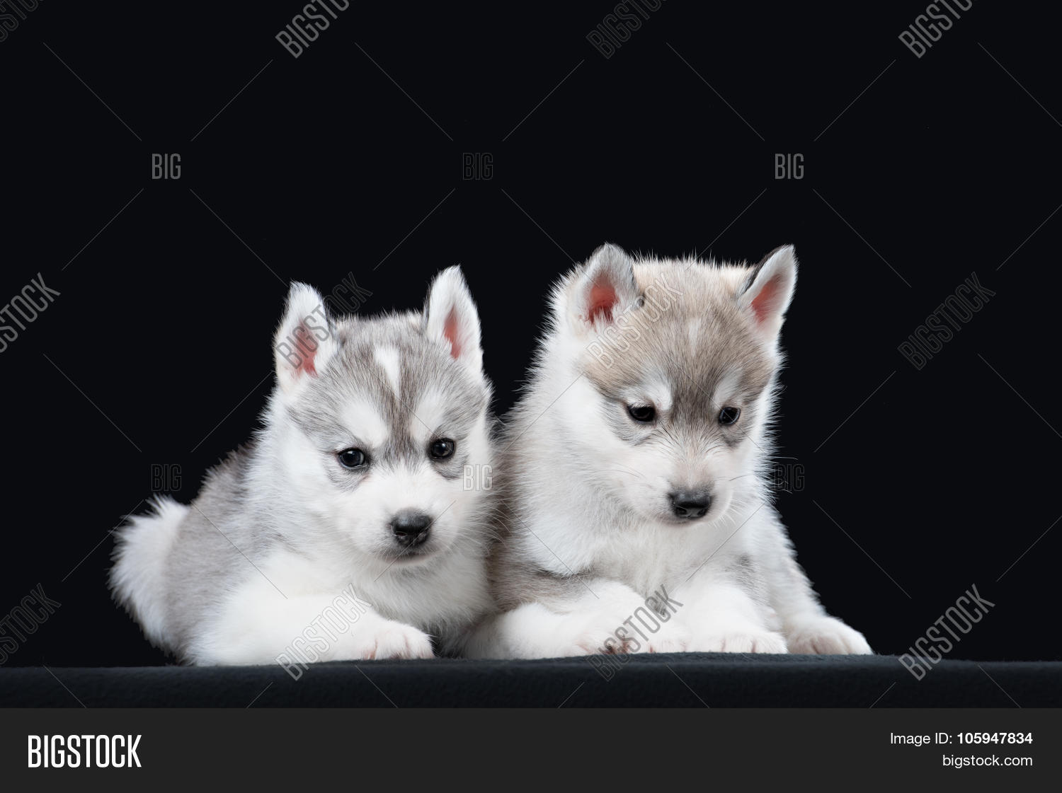 adorable,adult,alaskan,alone,animal,arctic,beautiful,black,blue,breed,canine,coat,cute,dog,doggy,domestic,face,friend,fur,gray,grey,group,happy,huski,husky,little,malamute,mammal,muzzle,one,outdoors,pair,pedigree,pedigreed,pet,portrait,pretty,puppy,purebred,siberian,sitting,sky,small,snout,spring,studio,summer,two,white,young