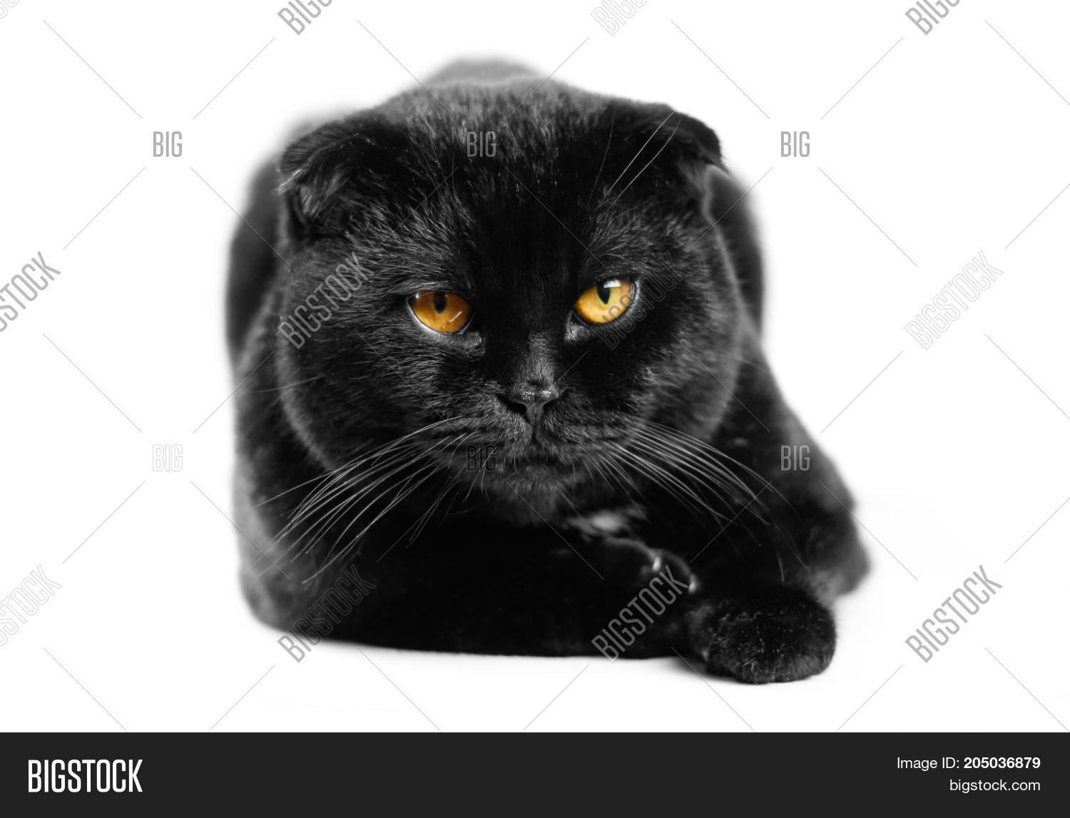 13th,angry,animal,background,beautiful,black,cat,character,close,close-up,closeup,color,cute,dark,domestic,eye,eyeball,face,feline,fold,fur,furry,gold,hair,halloween,head,kitten,kitty,look,looking,macro,male,mammal,monster,night,nose,one,pet,portrait,scary,scottish,serio,serious,spooky,view,watching,yellow