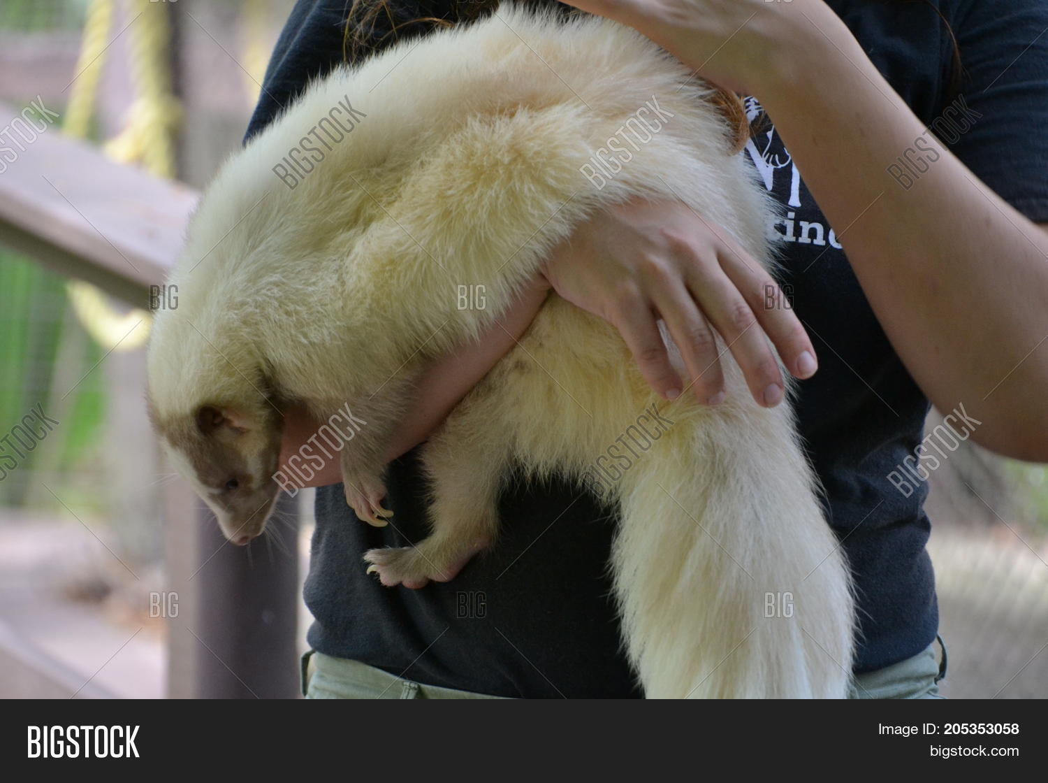 albino,animal,bear,beige,brown,chicken,cinnamon,coat,eat,eyes,fur,furry,grass,green,head,lavender,looks,mammal,mephitis,mutated,mutation,nature,nose,outdoors,pet,predator,skunk,spotted,spring,summer,tail,tan,white,wild
