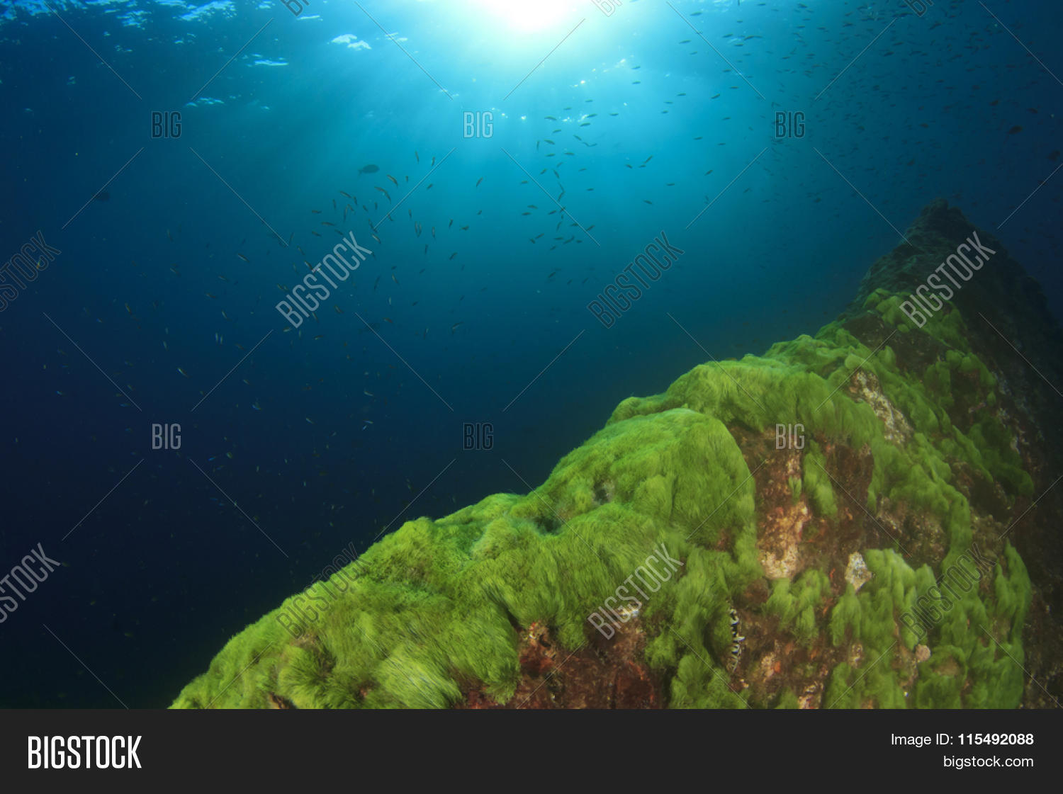 algae,aqua,aquatic,background,beautiful,blue,botany,california,clear,ecosystem,environment,flora,forest,giant,grass,green,kelp,life,marine,natural,nature,ocean,pacific,plankton,plant,scuba,sea,seagrass,seascape,seaweed,sun,sunlight,underwater,water,weed