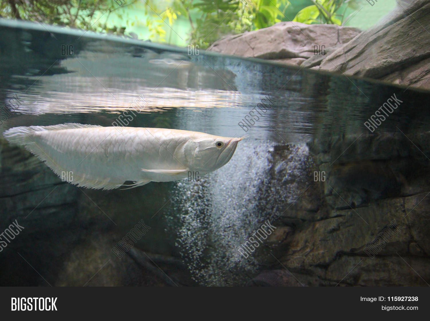 Silver Arowana Fish Underwater 115927238 Image Stock Photo