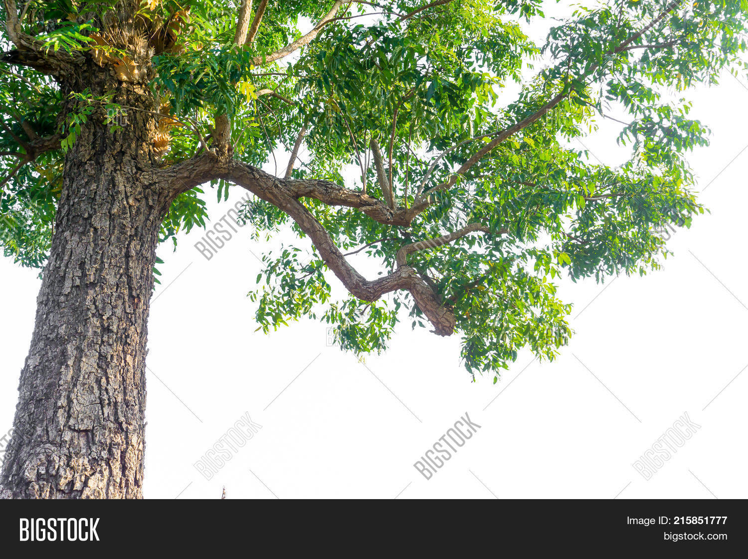 azadirachta,background,big,branch,clipping,deciduous,environment,foliage,forest,green,indica,jungle,leaf,natural,nature,neem,path,plant,season,spring,stem,summer,thailand,tree,tropical,white