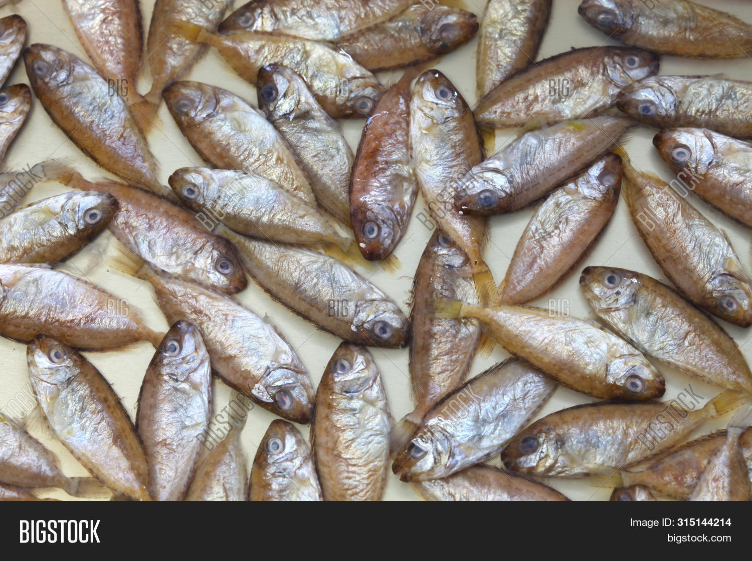 aigo,baby,background,close up,cuisine,delicacy,dish,fish,food,fuscescens,japan,japanese,local,mottled,okinawa,okinawan,rabbit fish,rabbitfish,salted fish,side dish,siganidae,siganus,spinefoot,spotted,sukugarasu,young