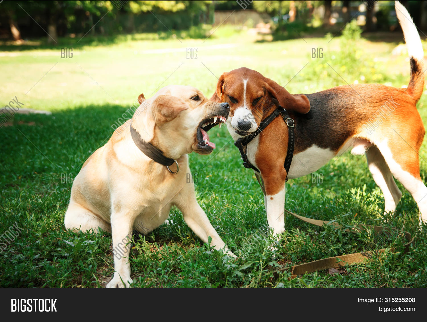 2,action,active,aggression,aggressive,angry,animal,argue,autumn,beagle,beautiful,bite,brown,canine,cute,dog,doggy,domestic,emotion,energy,enjoy,field,fight,fun,funny,game,happiness,jumping,labrador,lagotto,leaf,movement,nature,outdoor,pedigree,pet,pile,play,playful,poodle,power,purebred,romagnolo,stack,threatening,two,white,yard,young