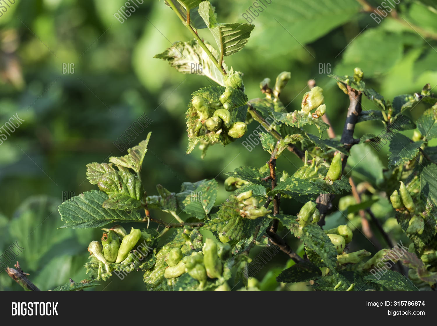 Galls - Formation On Leaves Triggered By Insect Bites - Gall Mites ...