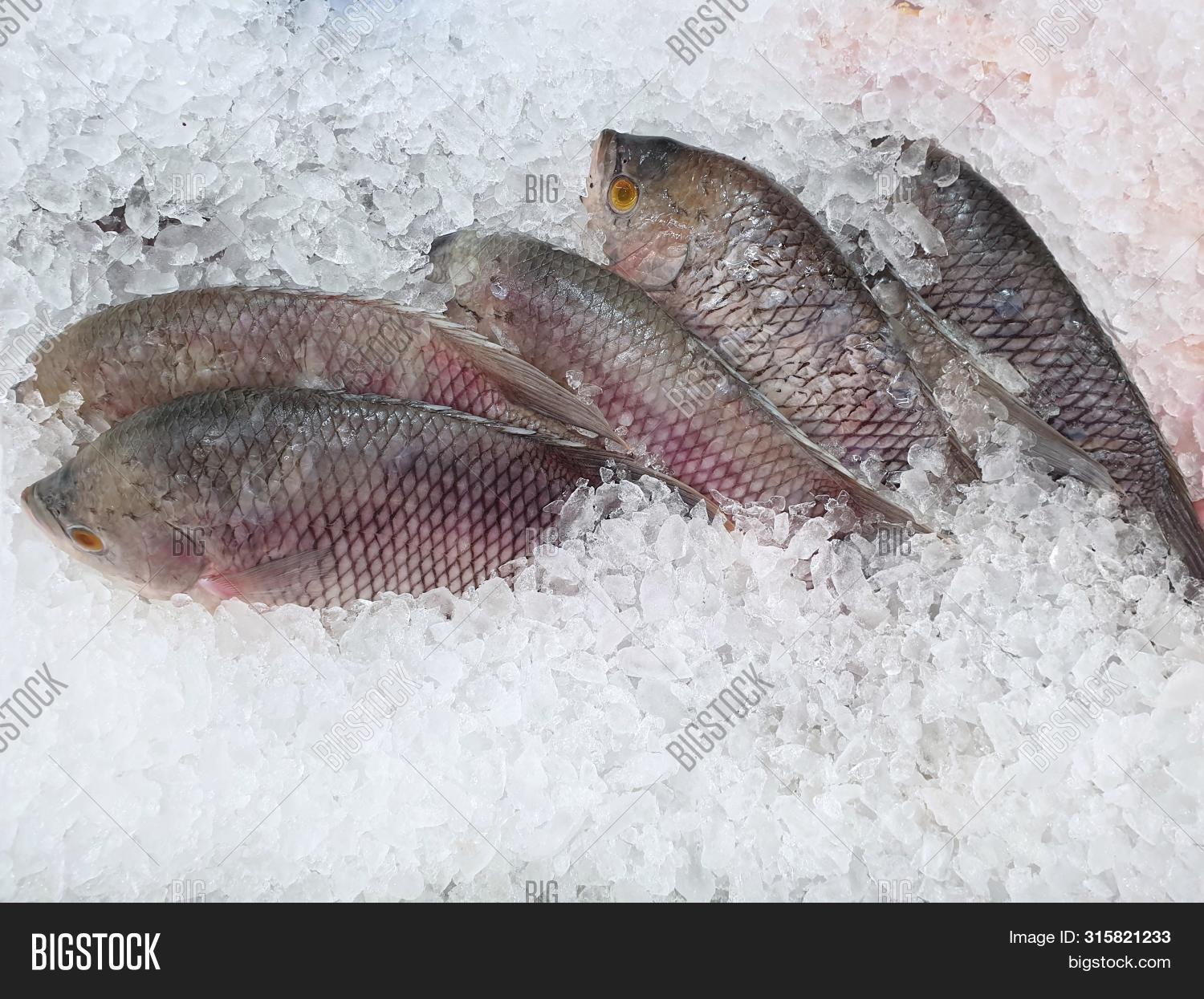 angling,aquatic,background,big,chilled,clean,closeup,colorful,cooked,cooking,dead,delicious,design,farm,fish,fishes,fishing,fishy,food,fresh,freshness,frozen,gourami,gourmet,grocery,healthy,ingredient,kitchen,mall,meat,much,nutrition,omega,organic,prepare,preservation,protein,raw,restaurant,river,scale,seafood,sell,shellfish,shop,stack,supermarket,taste,texture,uncooked