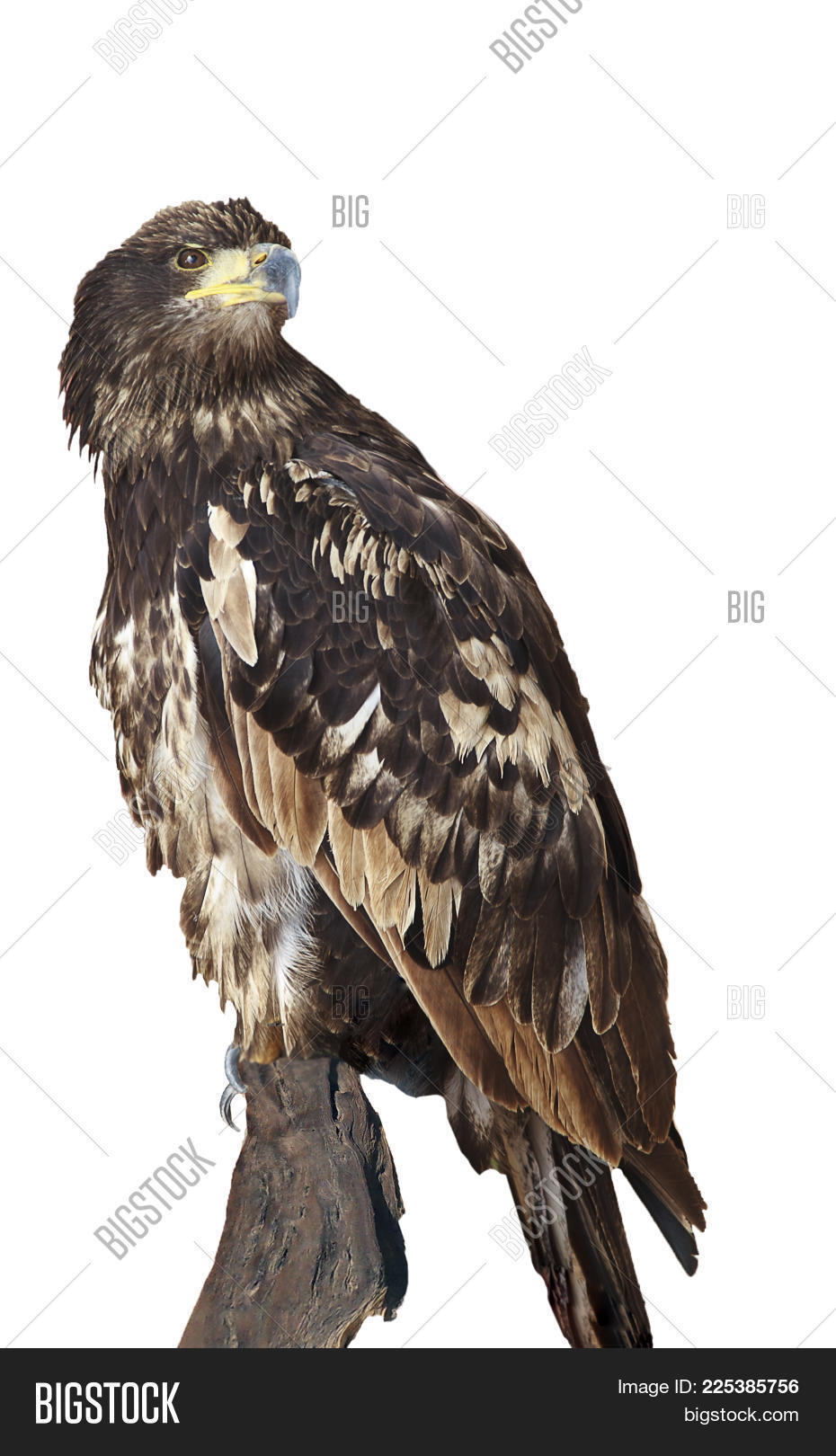 Predator Birds White Tailed Eagle Isolated On A White