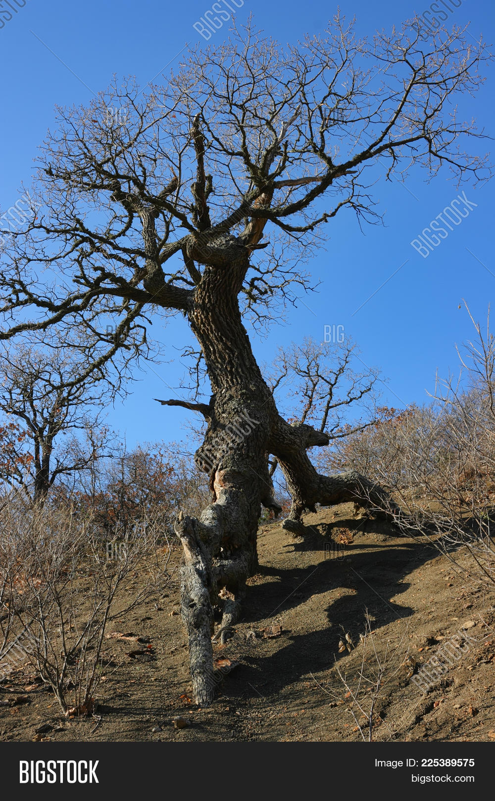 aboriginal,age,amazing,anatomy,ancient,awesome,bare,blue,bone,branch,brown,crimea,day,descent,dreamlike,drought,elderly,escape,fairytale,help,hill,hillside,hot,looks,mountain,naked,nature,petrous,pray,race,remarkable,rock,root,silhouette,skeleton,sky,slope,stone,strange,summer,sunny,sustenance,thirst,tour,traveling,tree,unusual,walking,wonderland
