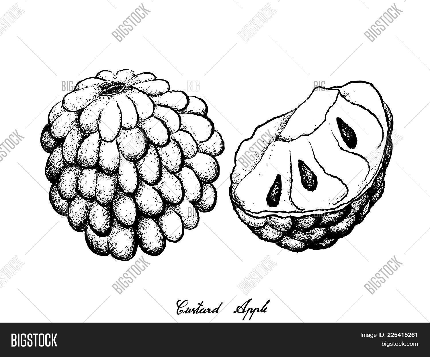 Aati,Annona,Annonaceae,Anoda,Appetizing,Apple,Art,Asia,Asian,Ata,Ate,Atis,Awzar,Background,Bullocks,Cherimoya,Cream,Creamy,Cuisine,Custard,Dessert,Drawing,Drawn,Engraving,Food,Fruit,Gourmet,Graviola,Hand,Heart,Illustration,Isolated,Line,Mati,Meal,Muricata,Natural,Reticulata,Ripe,Seed,Sketch,Snack,Sour,Soursop,Sugar,Sweet,Sweetsop,Thee,Vector,White