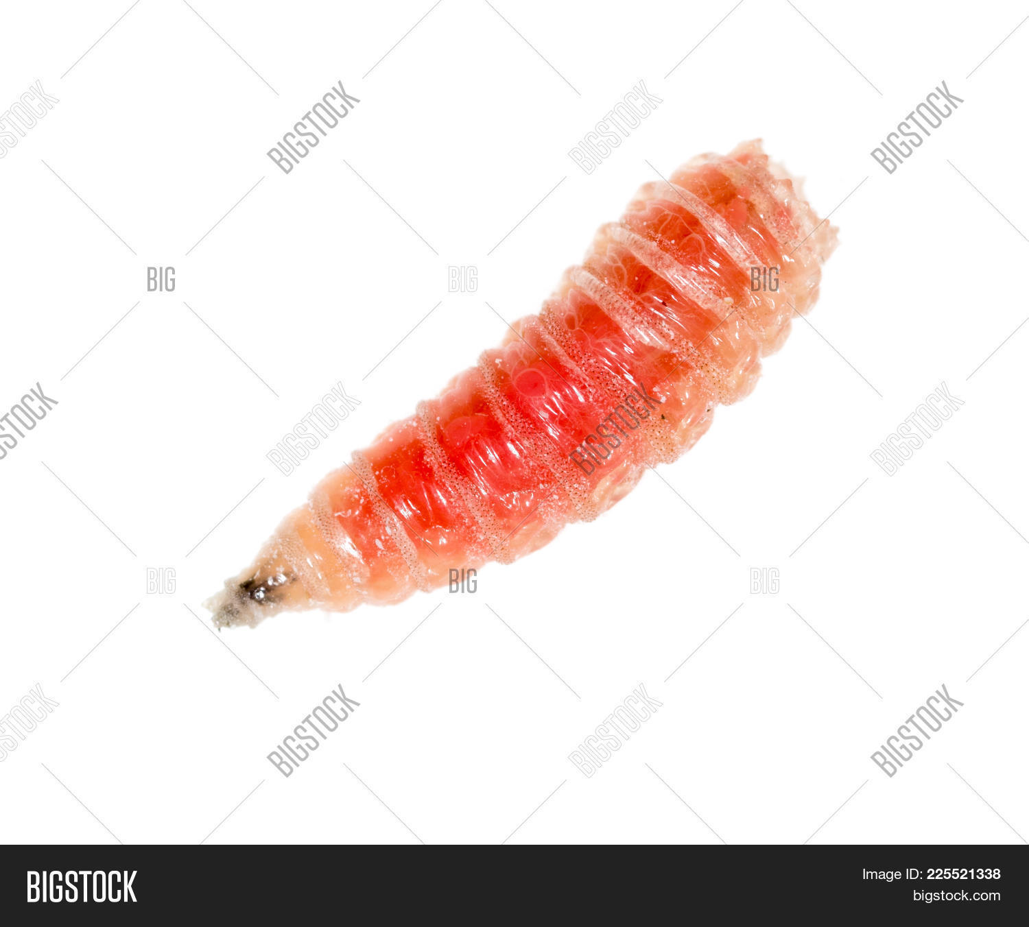 angling,animal,arthropod,background,bait,biology,bug,close,close-up,closeup,color,crawly,creature,creepy,detail,diptera,extreme,fauna,fishing,fly,ground,grub,insect,invertebrate,isolated,larva,larvae,maggot,magnification,nobody,over,red,single,small,up,view,white,worm