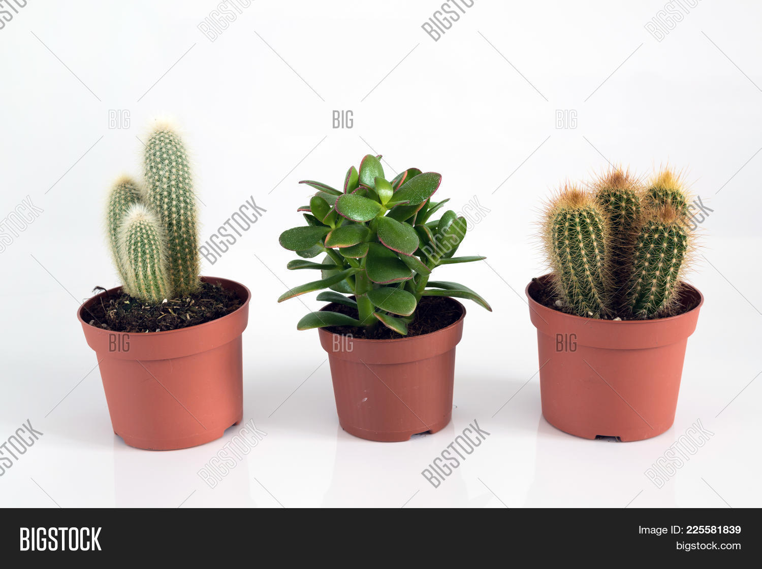 Crassula,alert,attentive,background,botanical,botany,cacti,cactus,concise,dried,dry,exotic,flora,friendly,gaunt,green,grow,houseplant,isolated,money,nature,needle,nobody,pins,plant,plump,pot,potted,prickle,prickly,pronounced,sagacious,sage,sharp,significant,sligth,slim,small,spike,spiked,spikey,spiky,spines,spiny,succulent,teachably,tree,variety,white