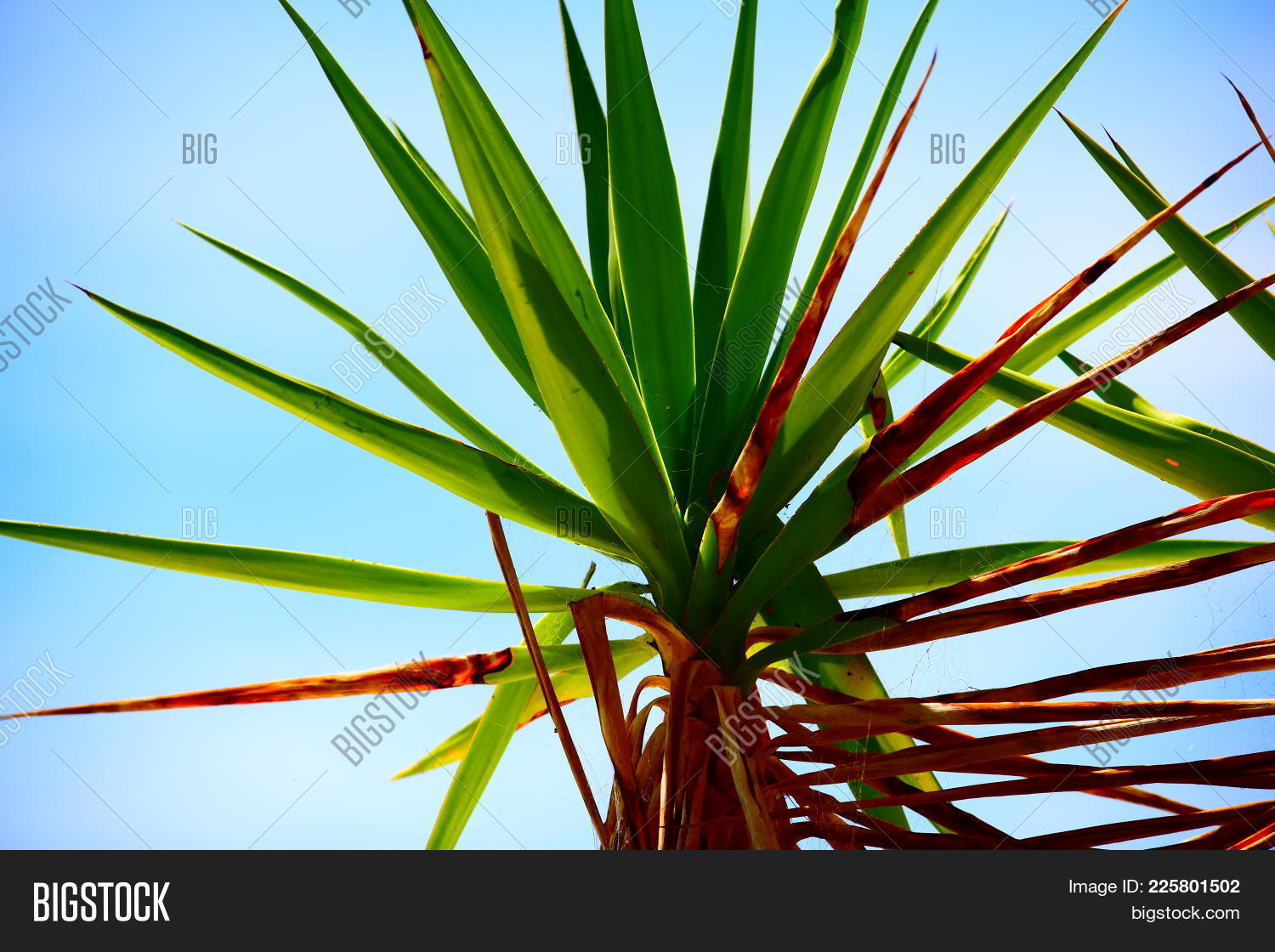 A Bright Green Plant With Pointy Leaves And Some Dead Leaves image