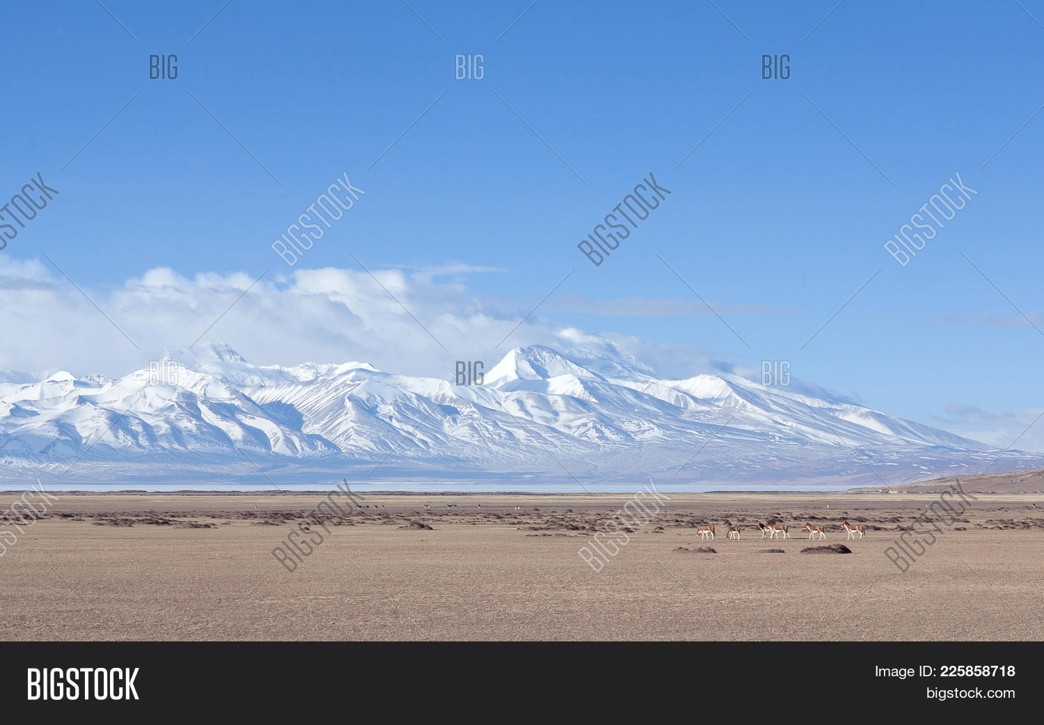 altitude,animal,asia,asses,blue,china,cold,culture,equus,field,glacier,grass,gurla,herd,highest,himalaya,himalayan,kiang,lake,landscape,mammal,manasarovar,mandhata,mount,mountain,national,nature,ngari,outdoors,panorama,park,pasture,peak,plateau,range,scenic,season,sky,snow,sunny,tibet,tibetan,top,tourism,travel,valley,view,water,wild