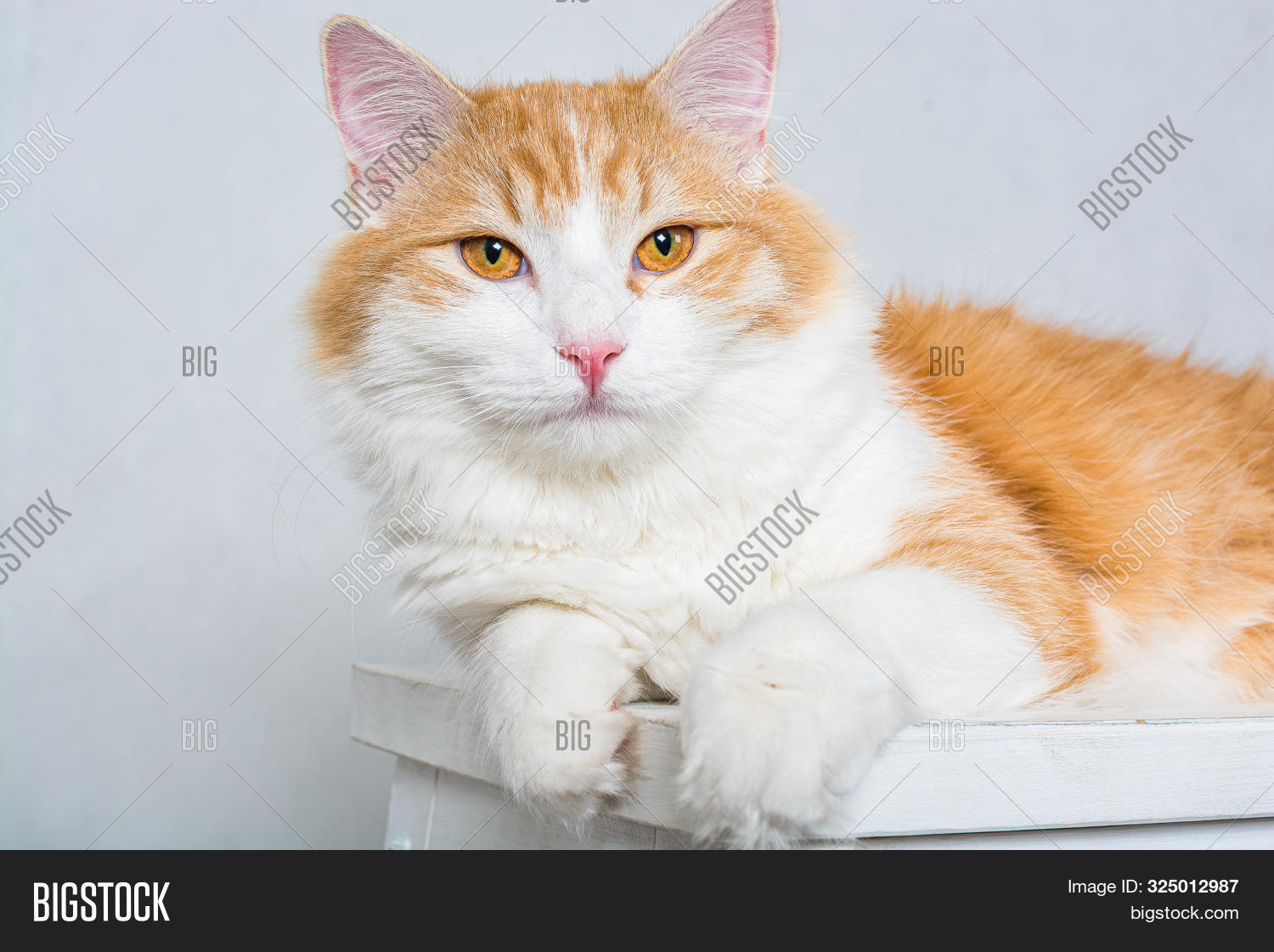 amber,animal,atelier,background,blue,breed,cat,creature,cute,domestic,eyes,feline,full,furry,fuzzy,ginger,gray,haired,indoor,isolated,kitten,kitty,long,longhair,one,pedigree,pet,purebred,shot,siberian,studio,whisker,white